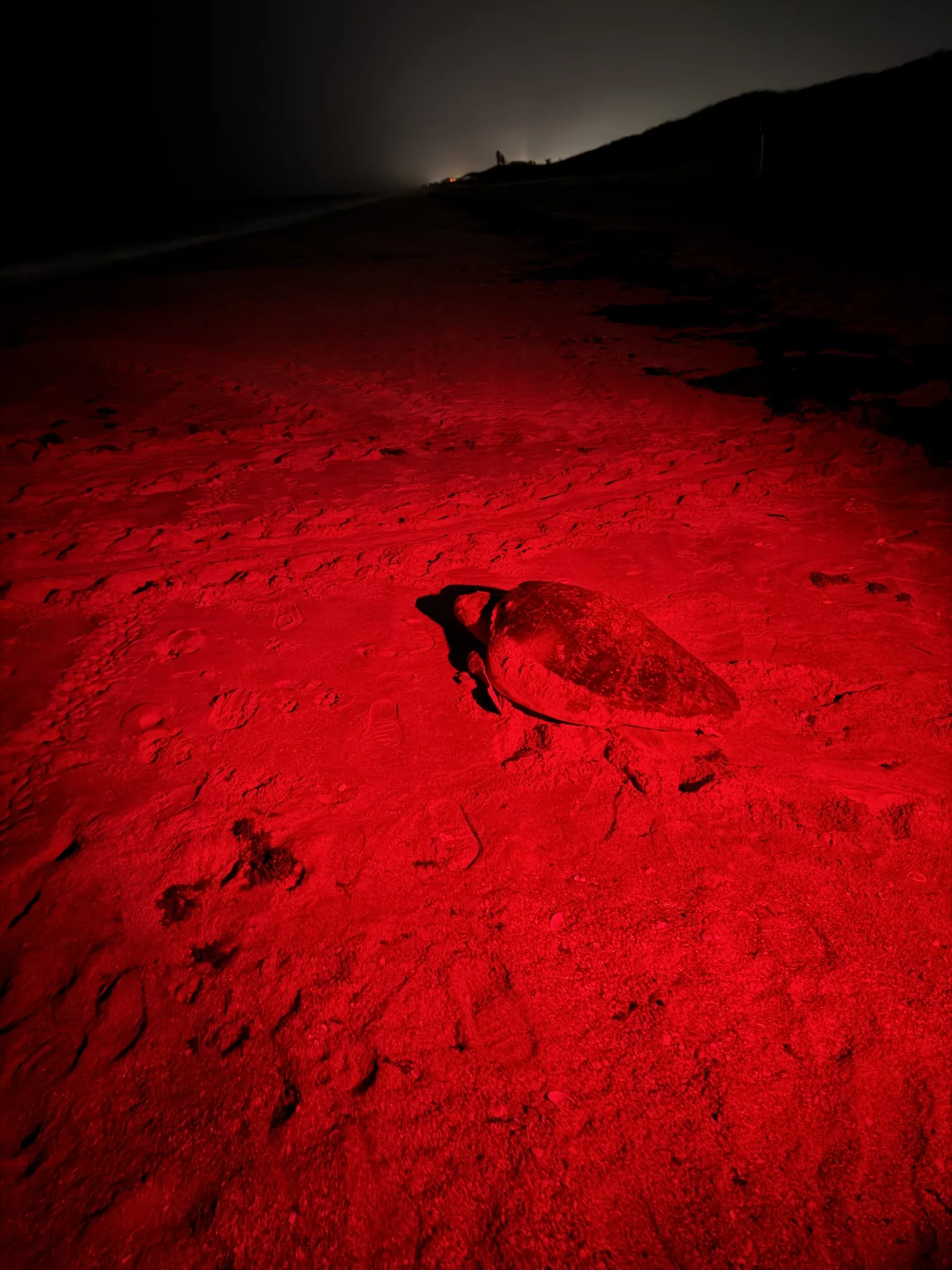 A sea turtle on a nesting beach at night, photographed under red light