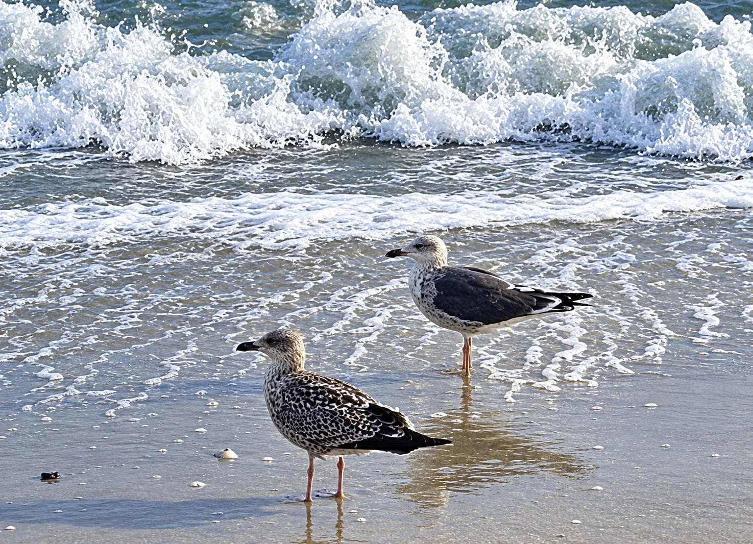 IMG_8454.JPG