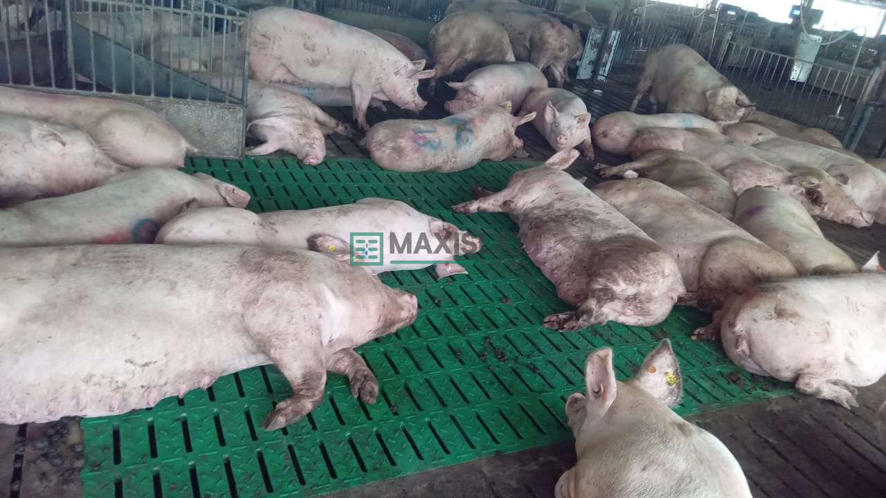slat de concretos reparados con MAXISLAT y cerdas en gestacion grupal