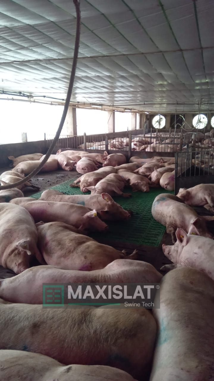 gestación grupal con pisos de concreto renovados usando slat de fibra de vidrio maxislat