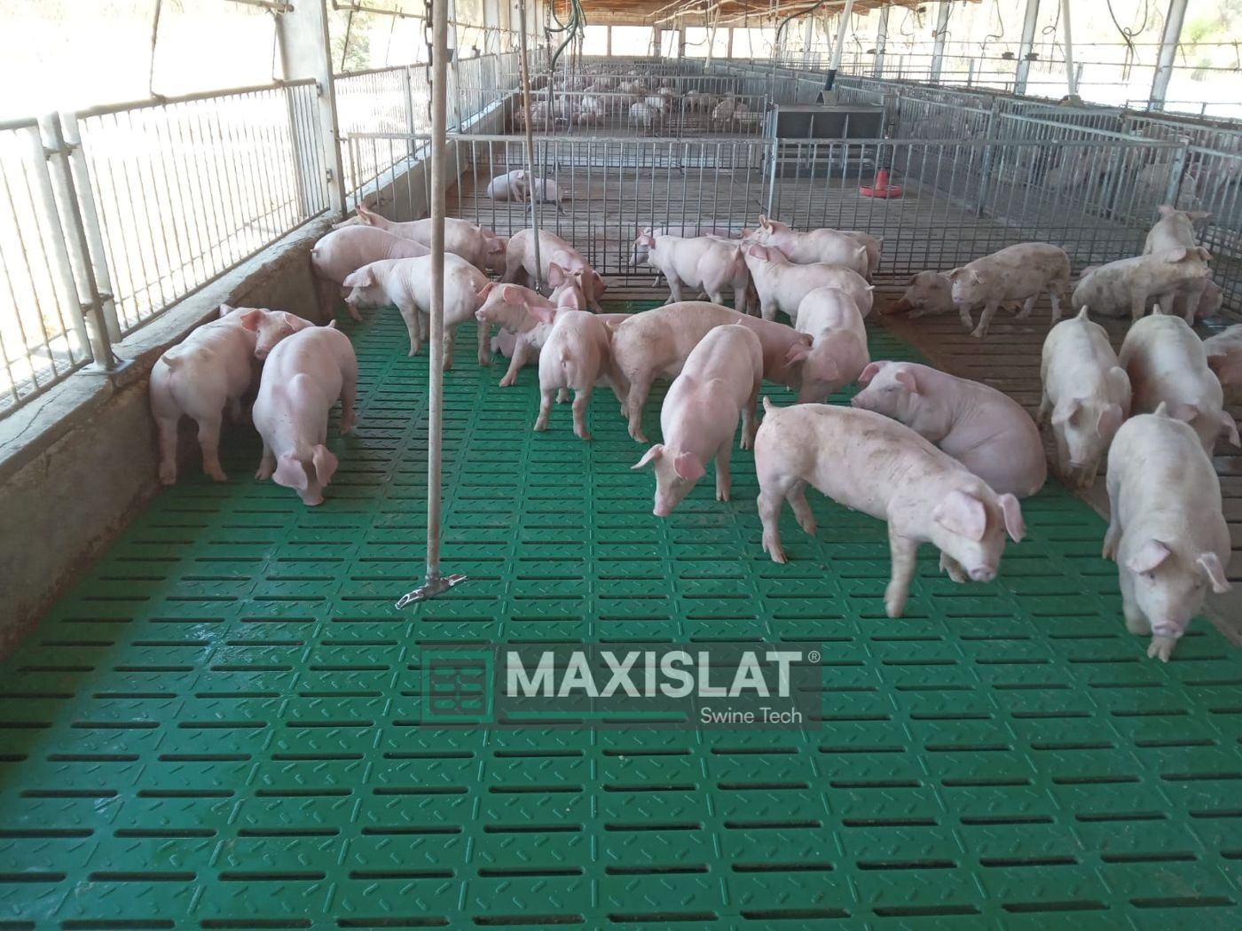 corral de engorde remodelado en porcicultura con pisos en fibra de vidrio maxislat