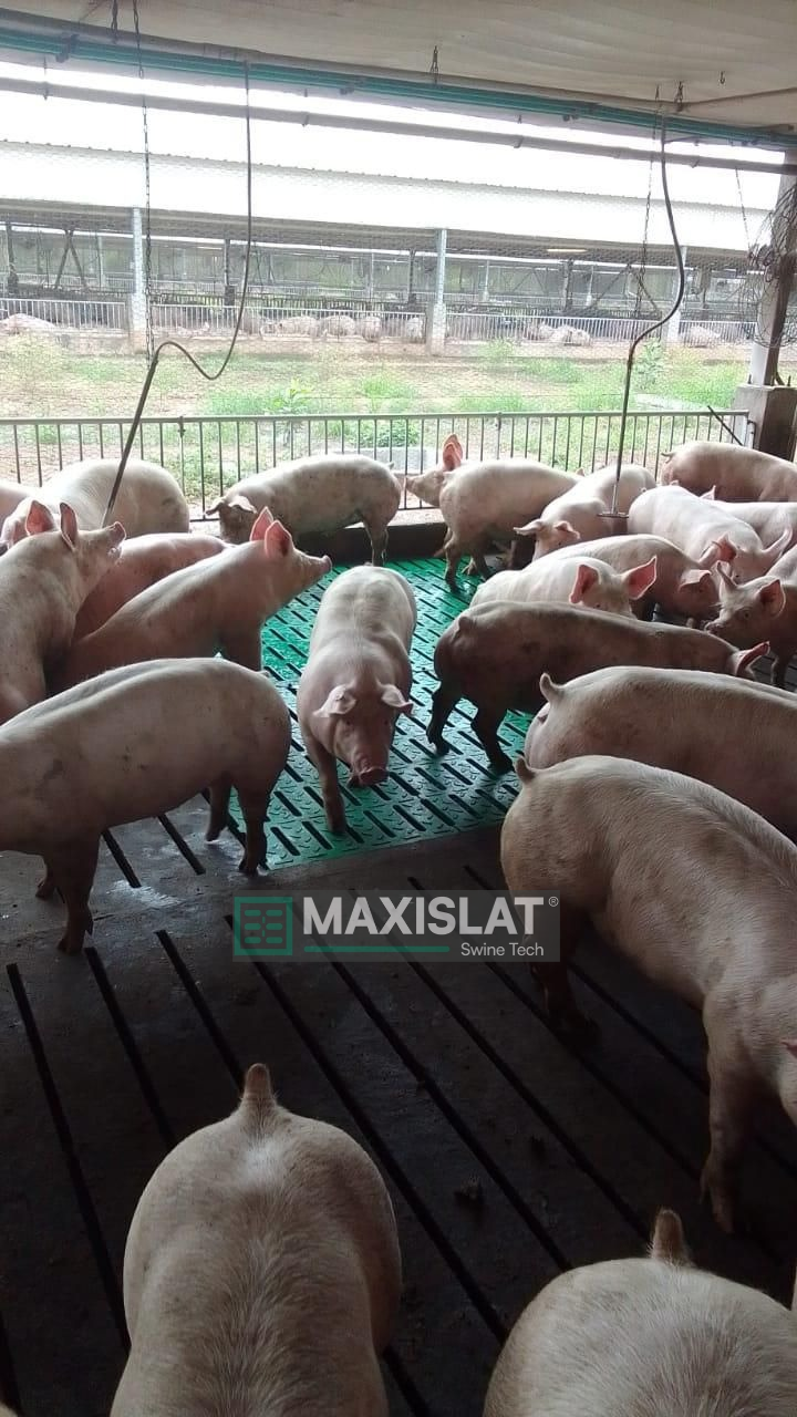 corral de engorde en porcicultura con pisos de concreto renovados usando el maxislat