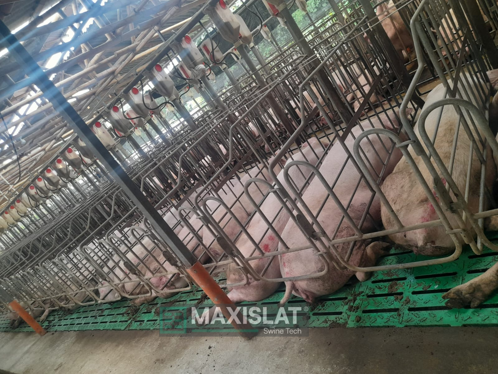 Sala de gestación individual en granja porcícola con piso MAXISLAT en las colas de las cerdas