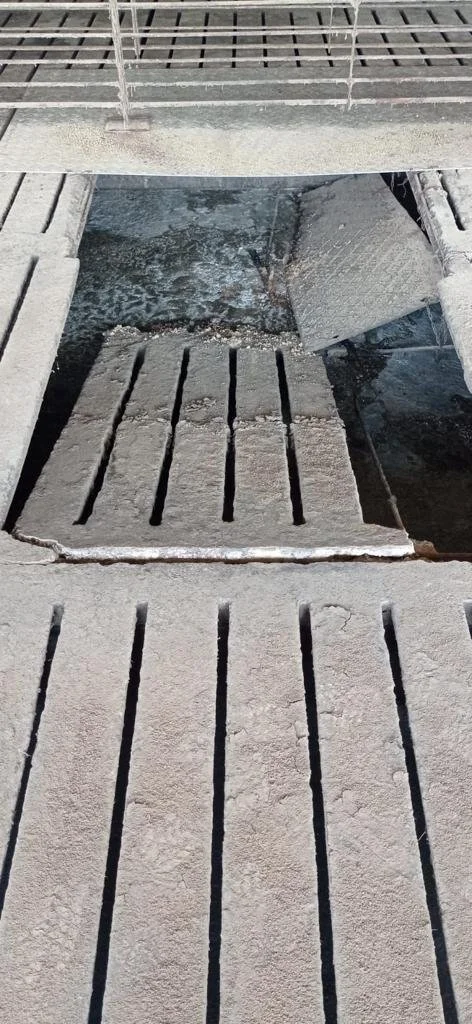 slat de concreto deteriorado en granja porcicola