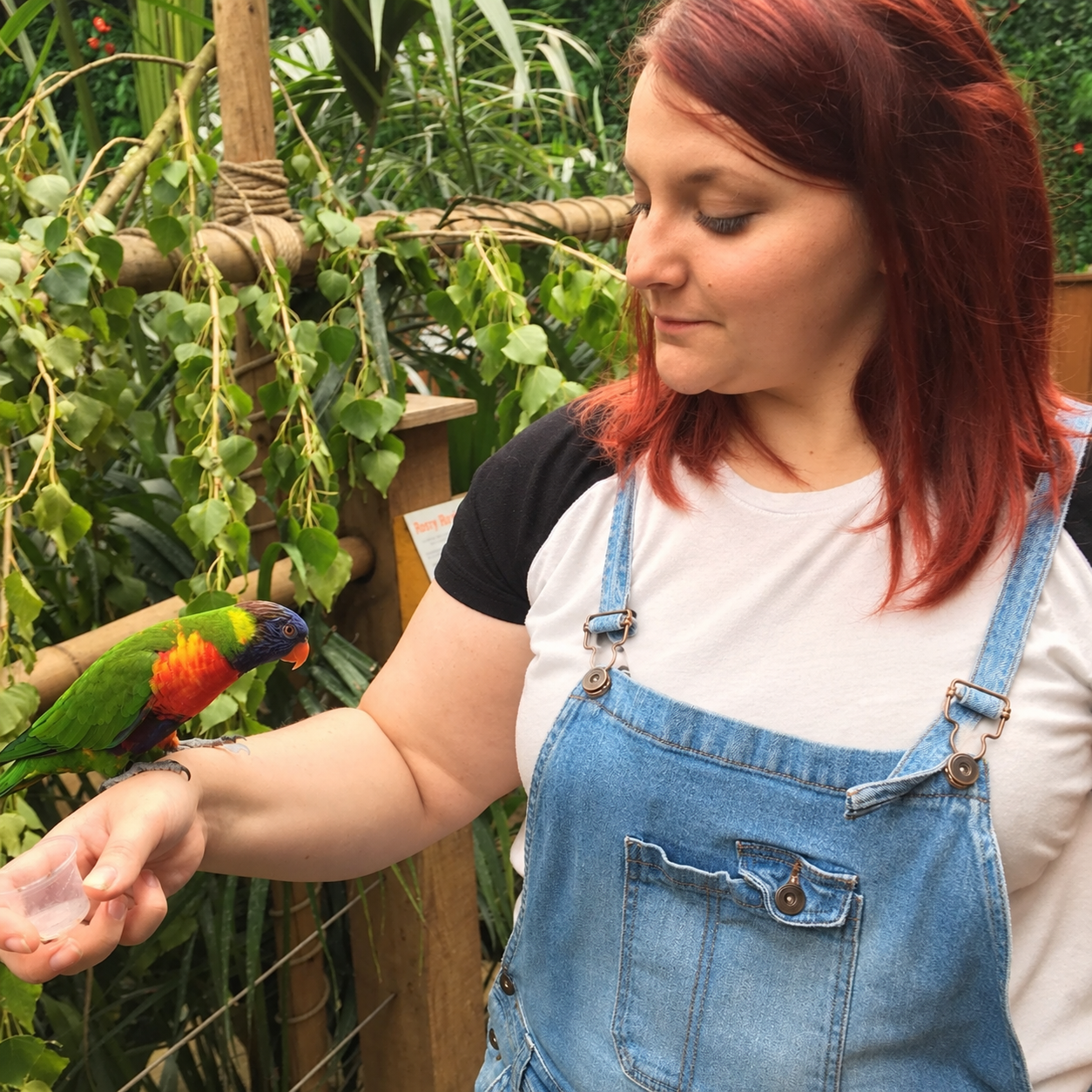 A woman with red hair wearing a white t-shirt and blue denim overalls incubating a colorful rainbow lorikeet bird on her arm in a lush, green, tropical environment.