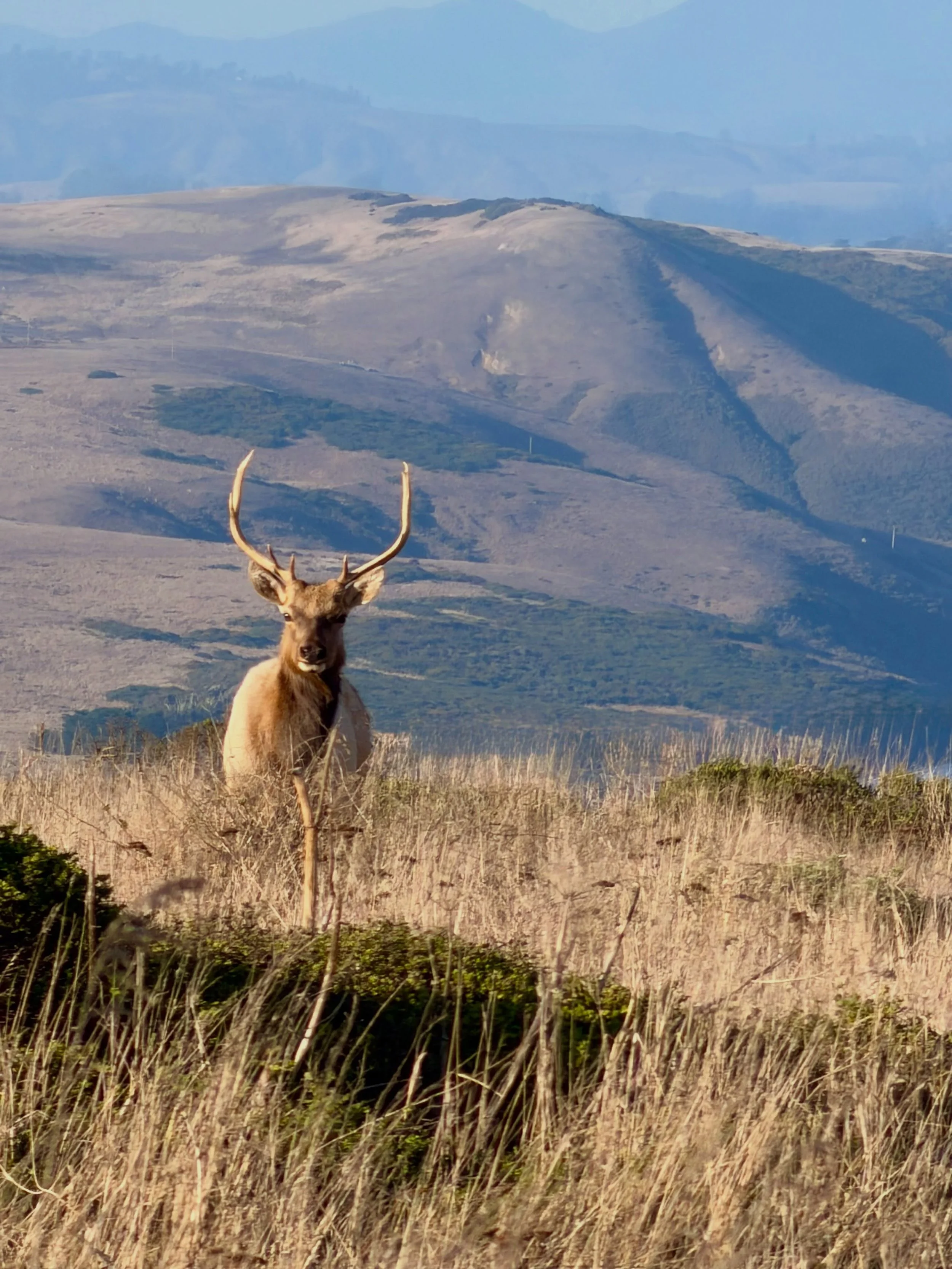 Lately in Nature&hellip; Point Reyes 🌾🦌🐋

Okayyyyy California! 

I haven&rsquo;t done a Lately in Nature post since Iceland. Part of me was still processing the magic of that trip, and I guess another part of me was trying to find that kind of bea