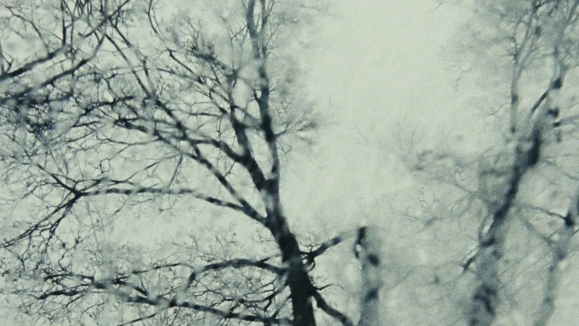 Snow-covered tree branches against a pale sky.