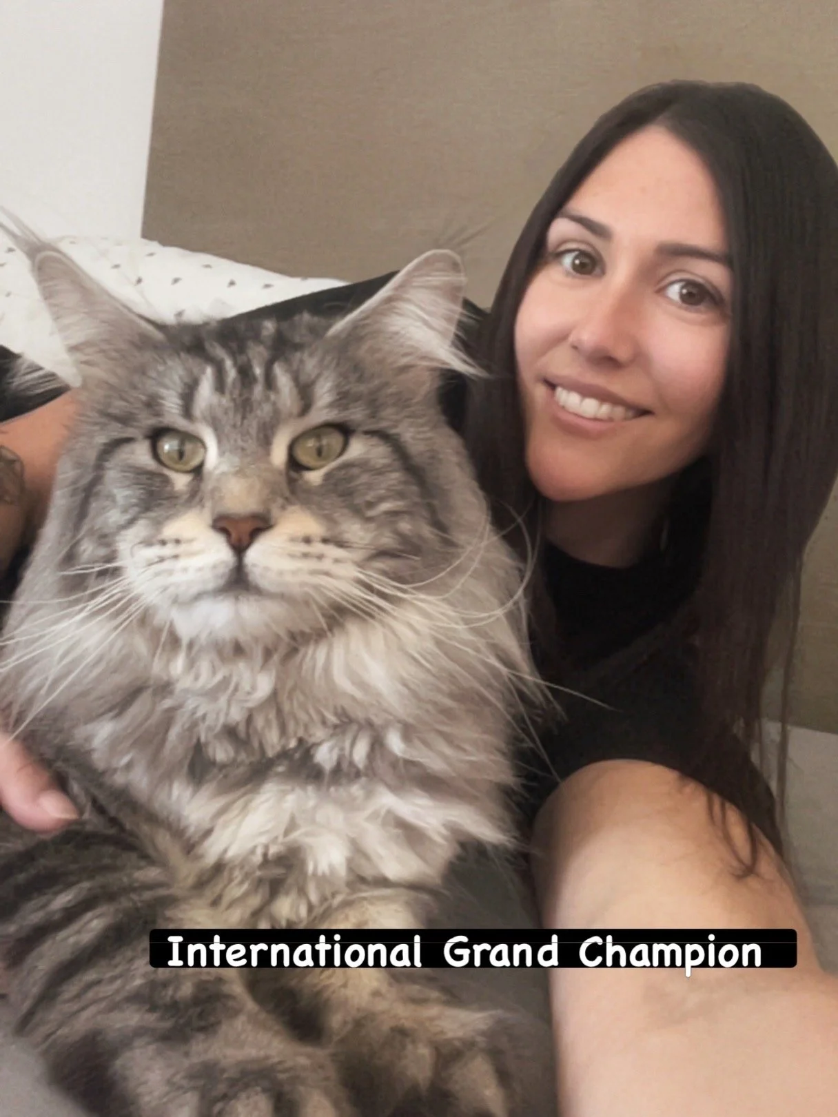 A woman and a large, gorgeous fluffy gray tabby male Maine Coon cat taking a selfie together on a bed with a beige headboard. The woman is smiling and has long dark hair. The photo has the text 'International Grand Champion' at the bottom.