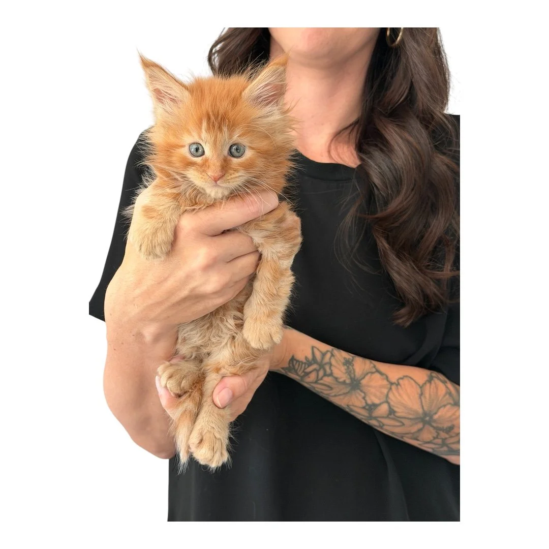 Male Maine Coon Kitten