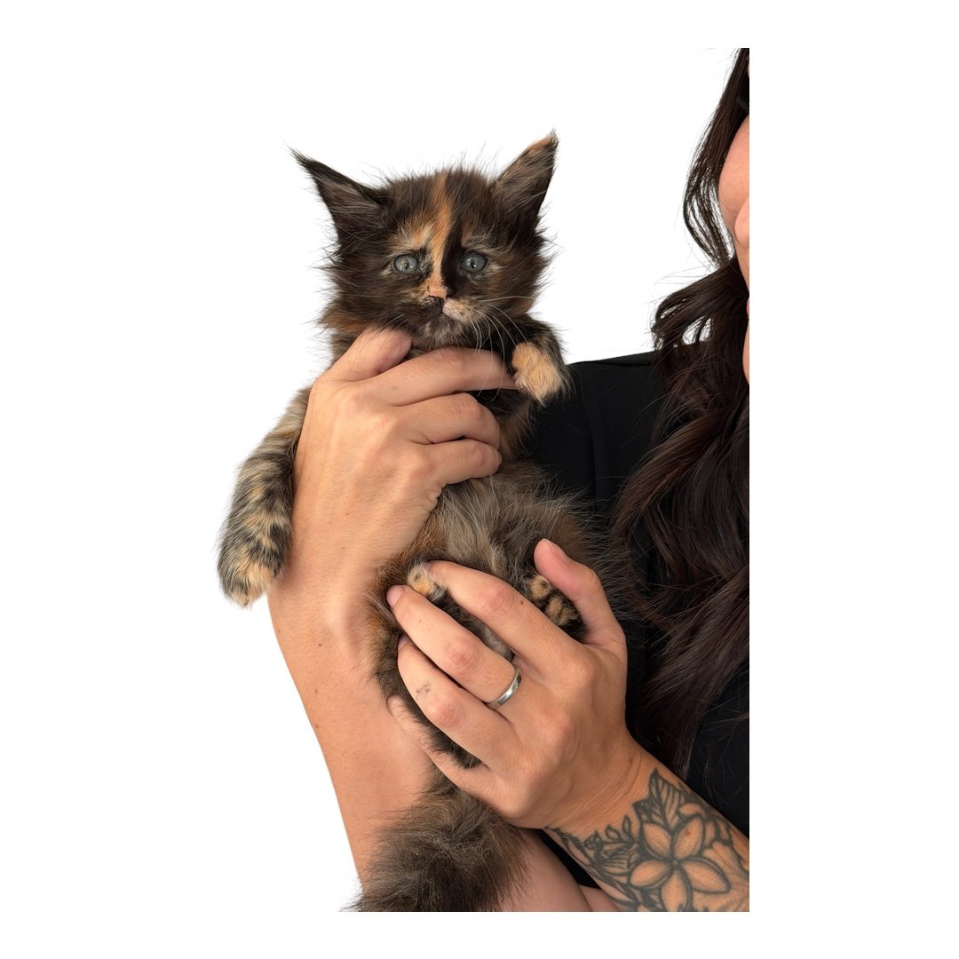 Female Maine Coon Kitten