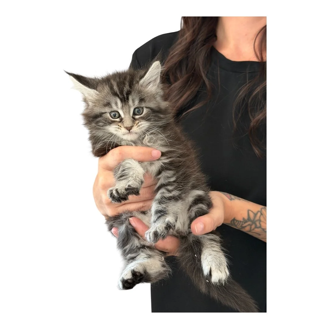 Female Maine Coon Kitten