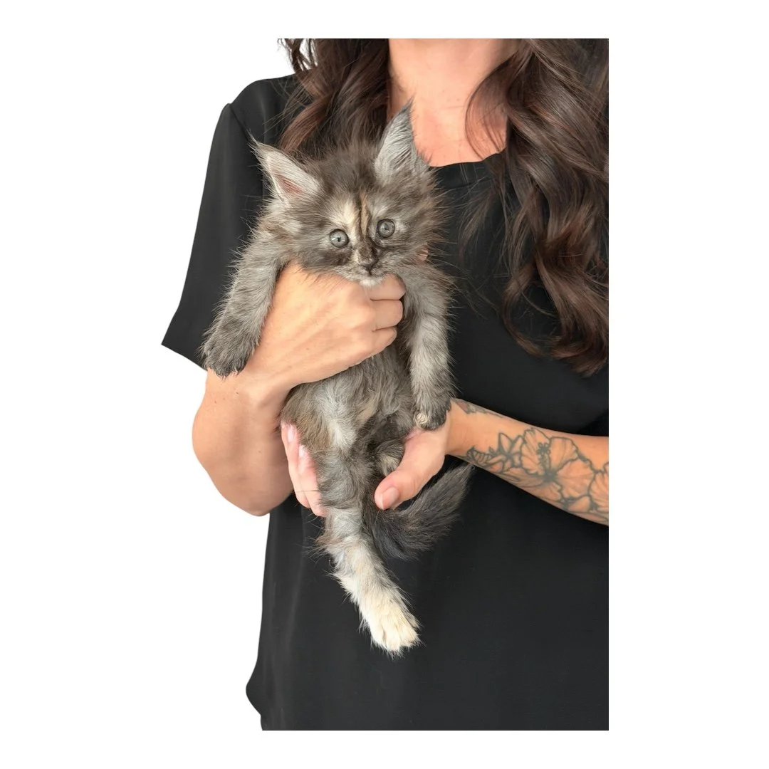 Female Maine Coon Kitten