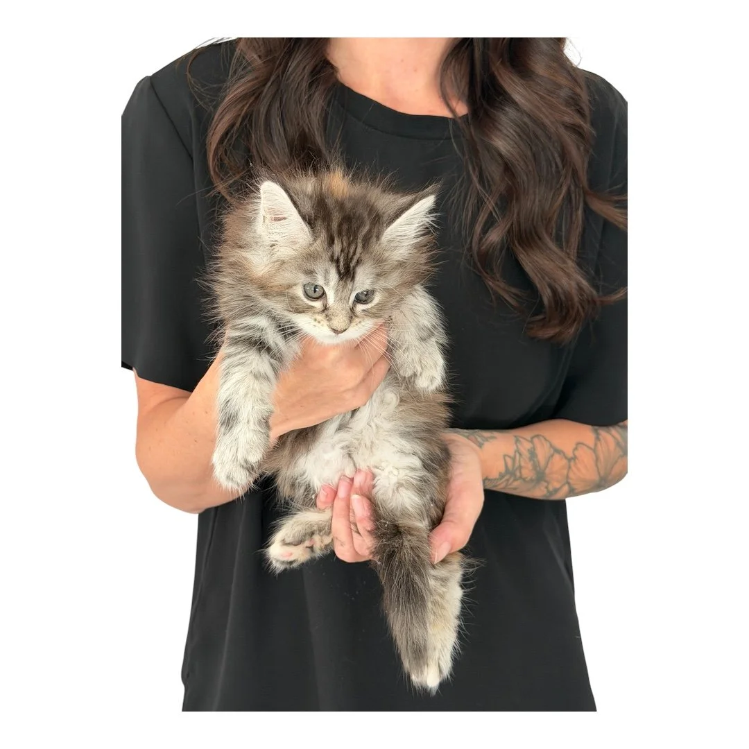 Female Maine Coon Kitten