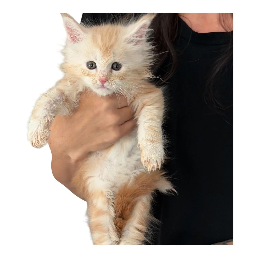 Male Maine Coon Kitten