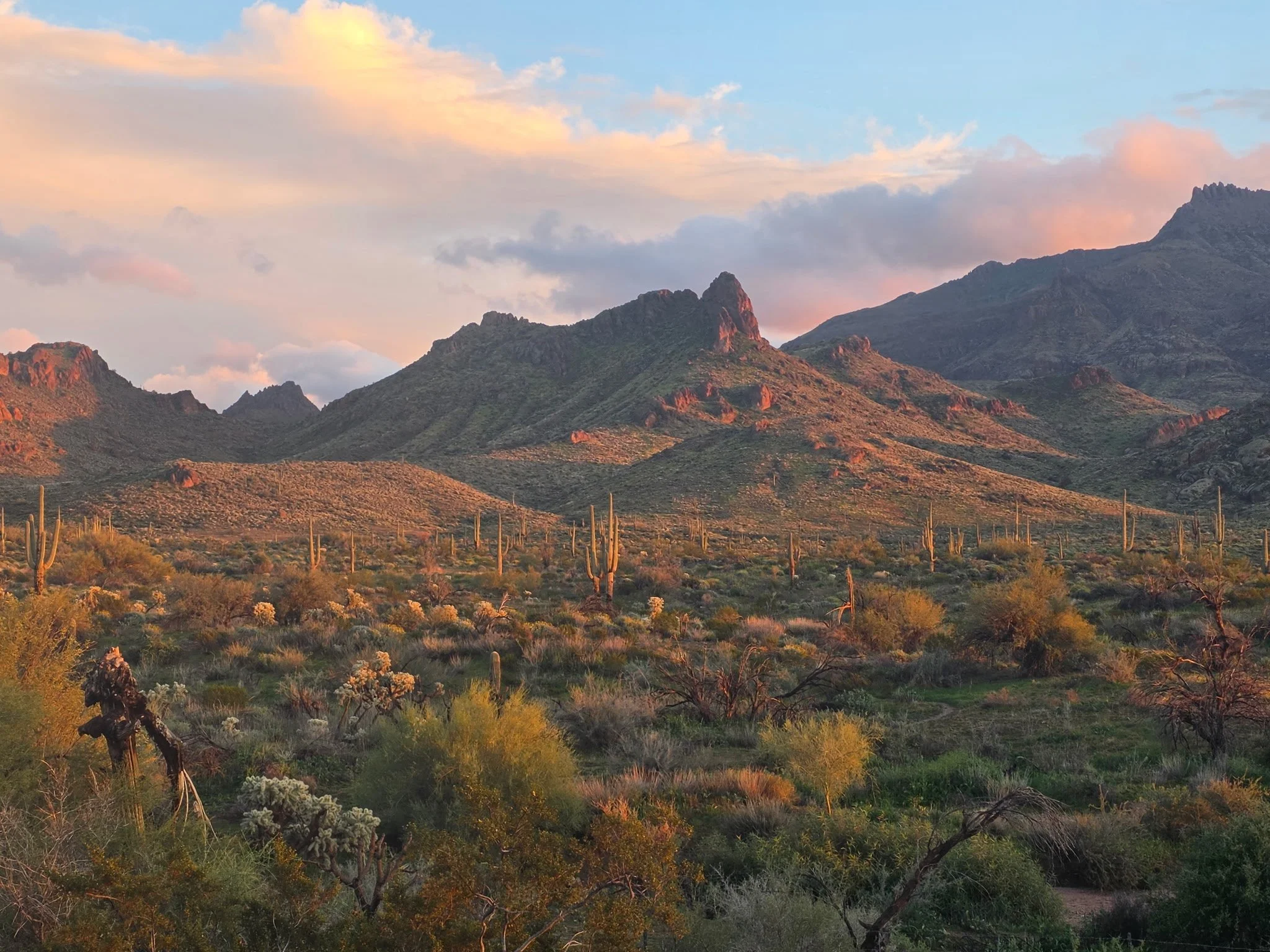 Saguaro cactus and desert mountains near Gold Canyon, Arizona, glowing at sunset