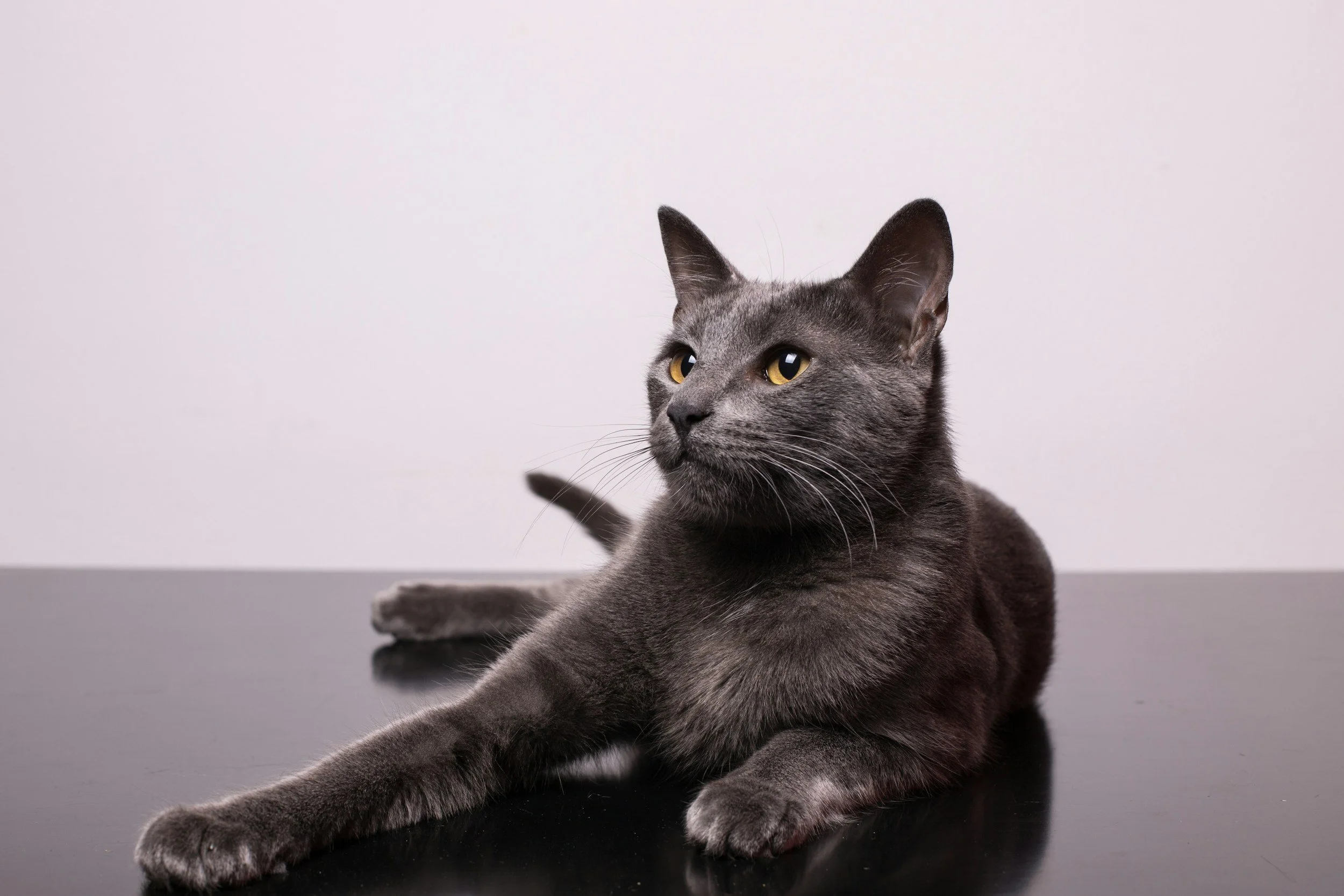 Gray cat with golden eyes sitting on a reflective black surface