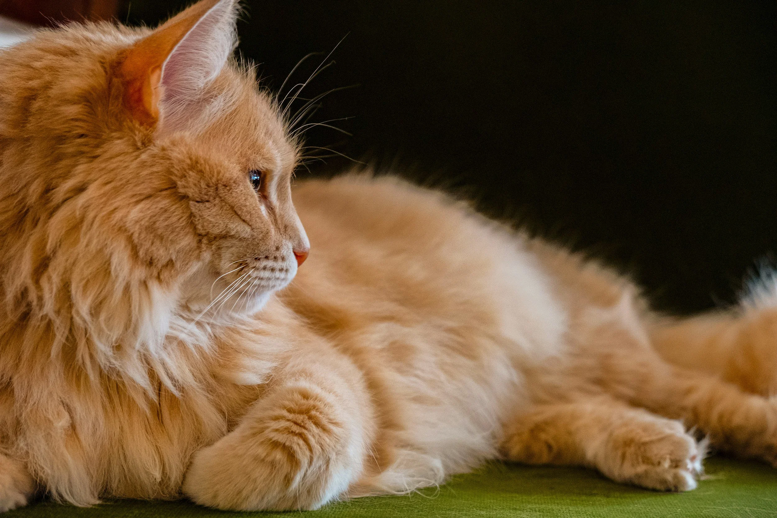 Long-haired orange cat lying on a green surface and looking to the side