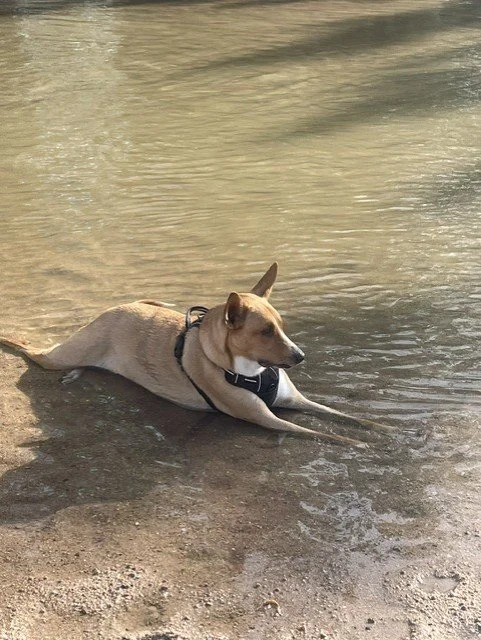 Tan and white dog wearing a black harness lying in shallow water at the edge of a lake.