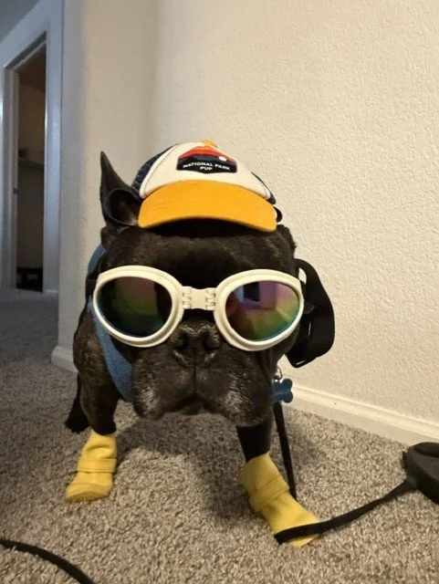 French bulldog wearing aviator goggles, a National Park Service hat, yellow boots, and a backpack indoors