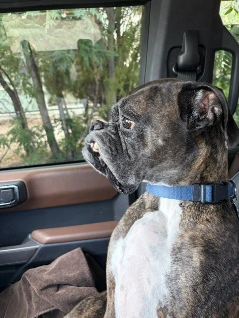 Brindle bulldog wearing a blue collar sitting in the passenger seat of a car