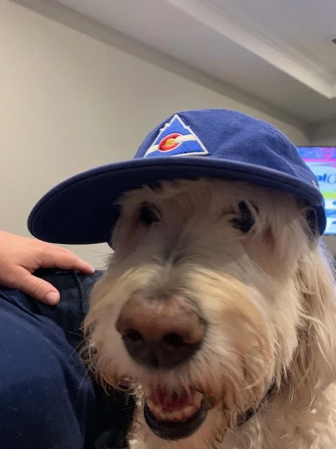 Shaggy tan dog wearing a blue baseball cap indoors