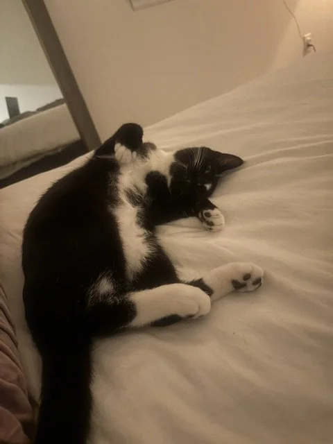 Black-and-white cat lying on its back on a white bed.