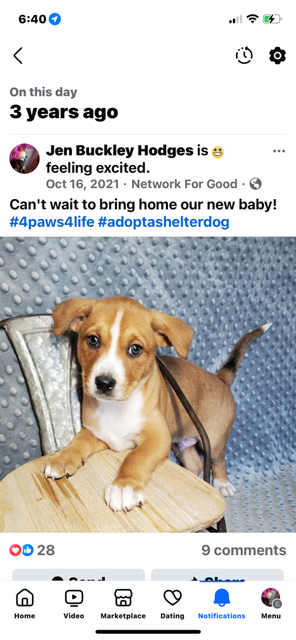Facebook memory post featuring a cute brown-and-white puppy sitting on a wooden chair, with text announcing adoption from a shelter.