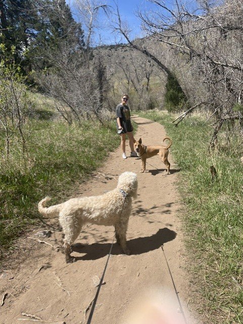 Two dogs and a person walking on a sunny wooded hiking trail