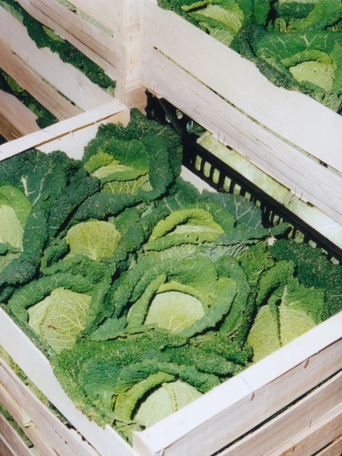 Crates filled with fresh Savoy cabbages