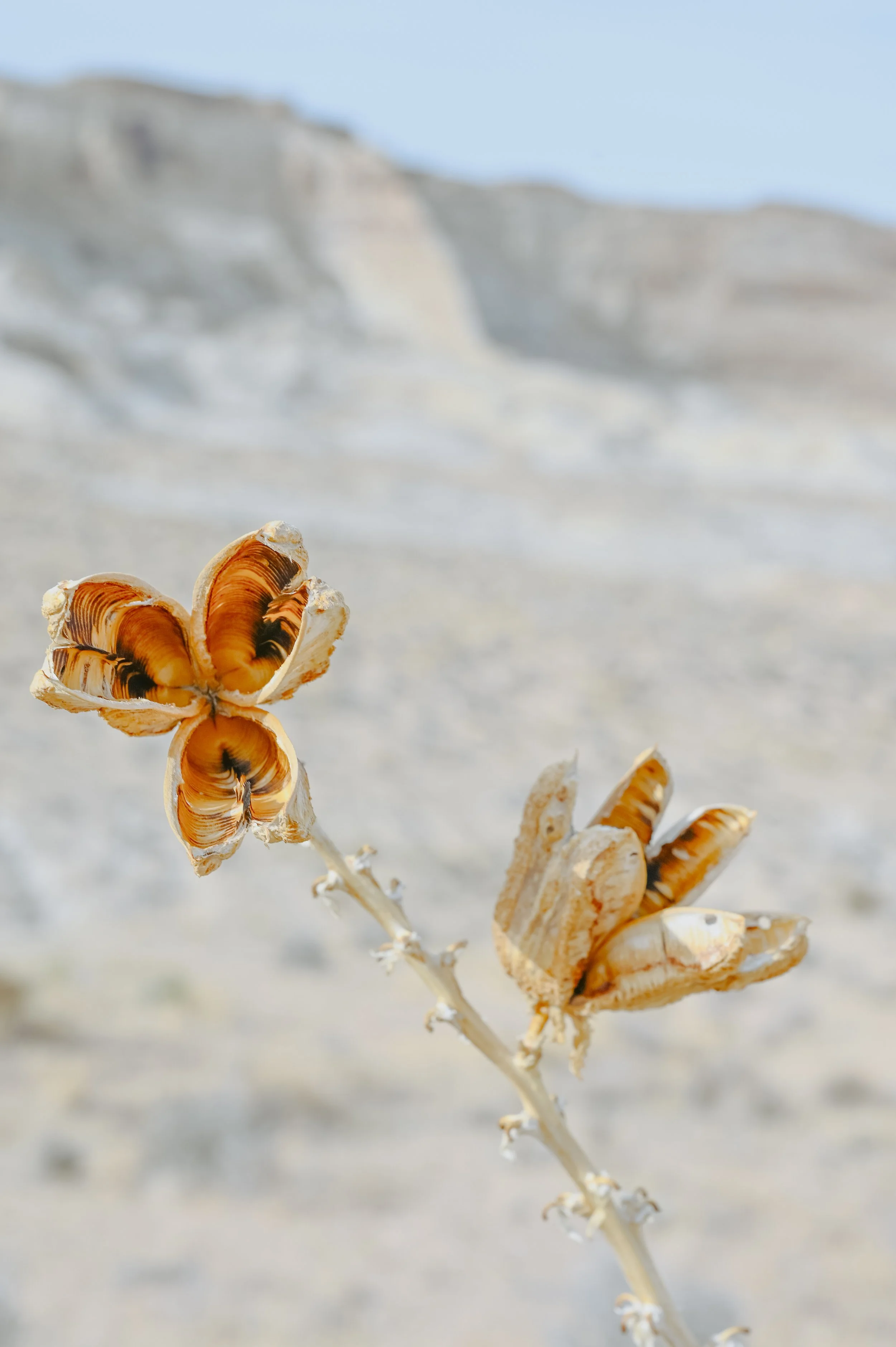 studio-tiffany-dried-seed-pods