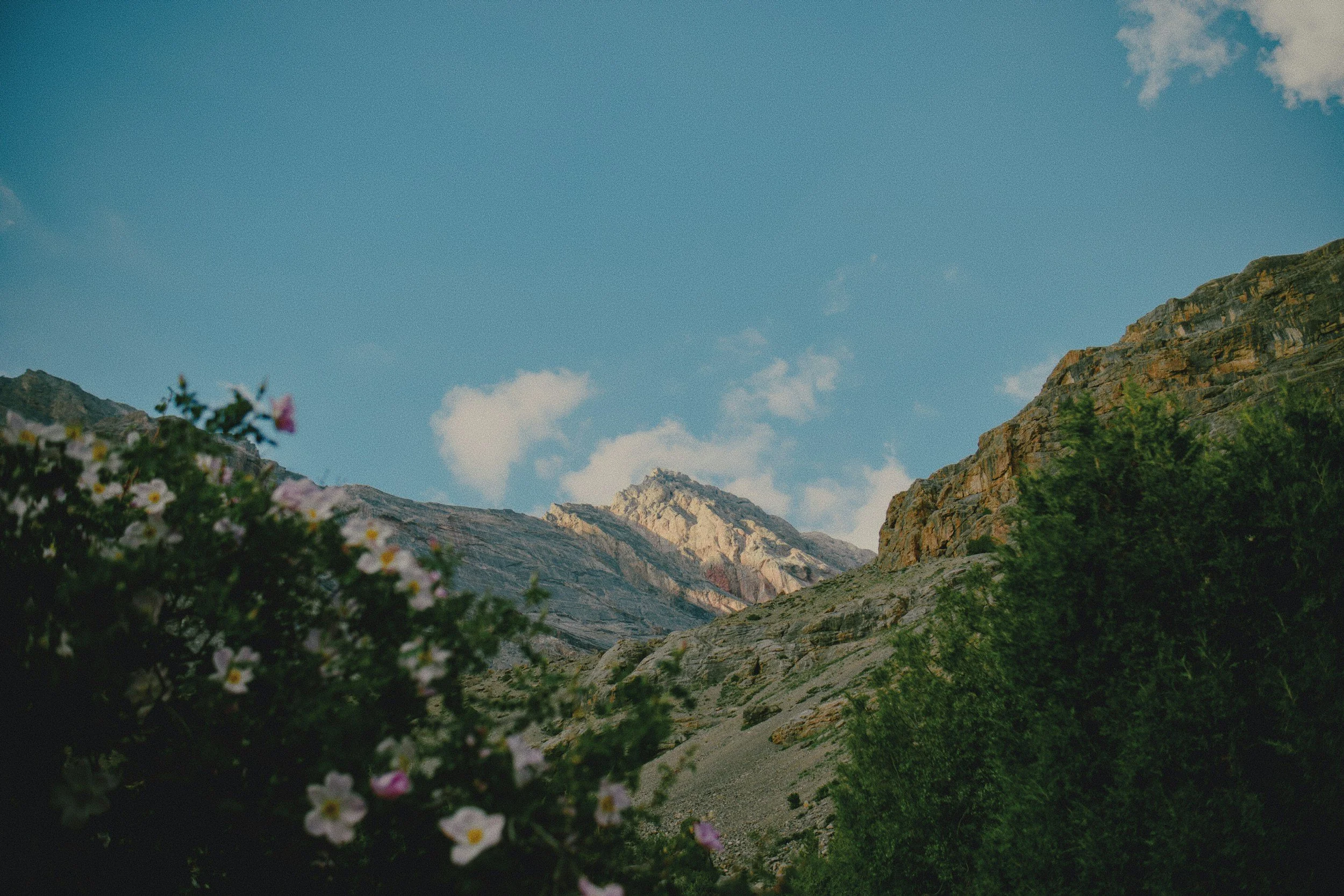 Rocky mountain valley with wildflowers in the foreground beneath a blue, cloud-dotted sky
