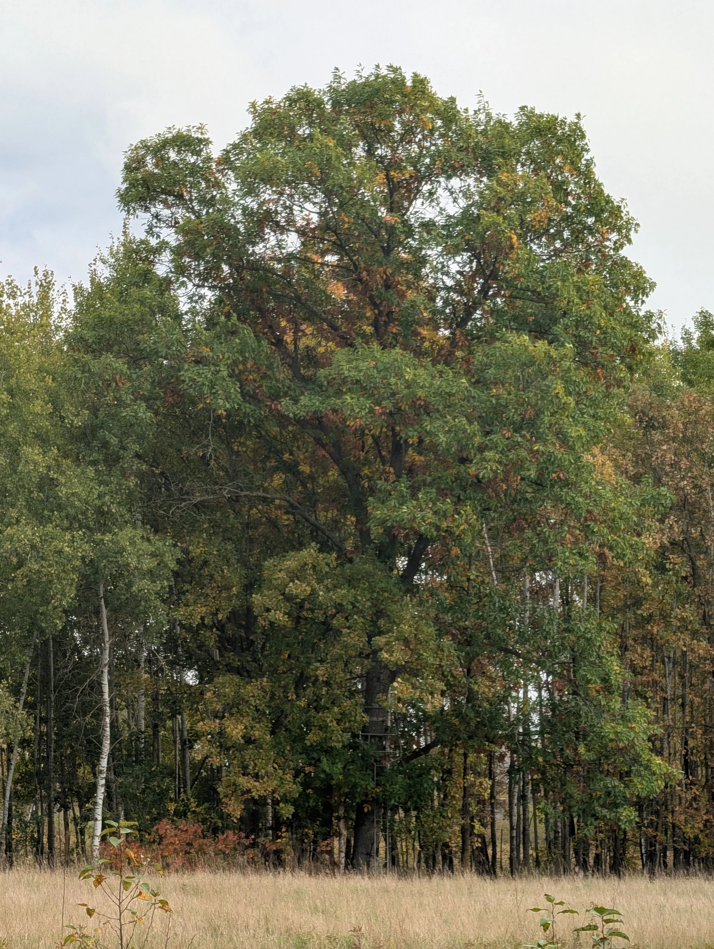 4290.jpg