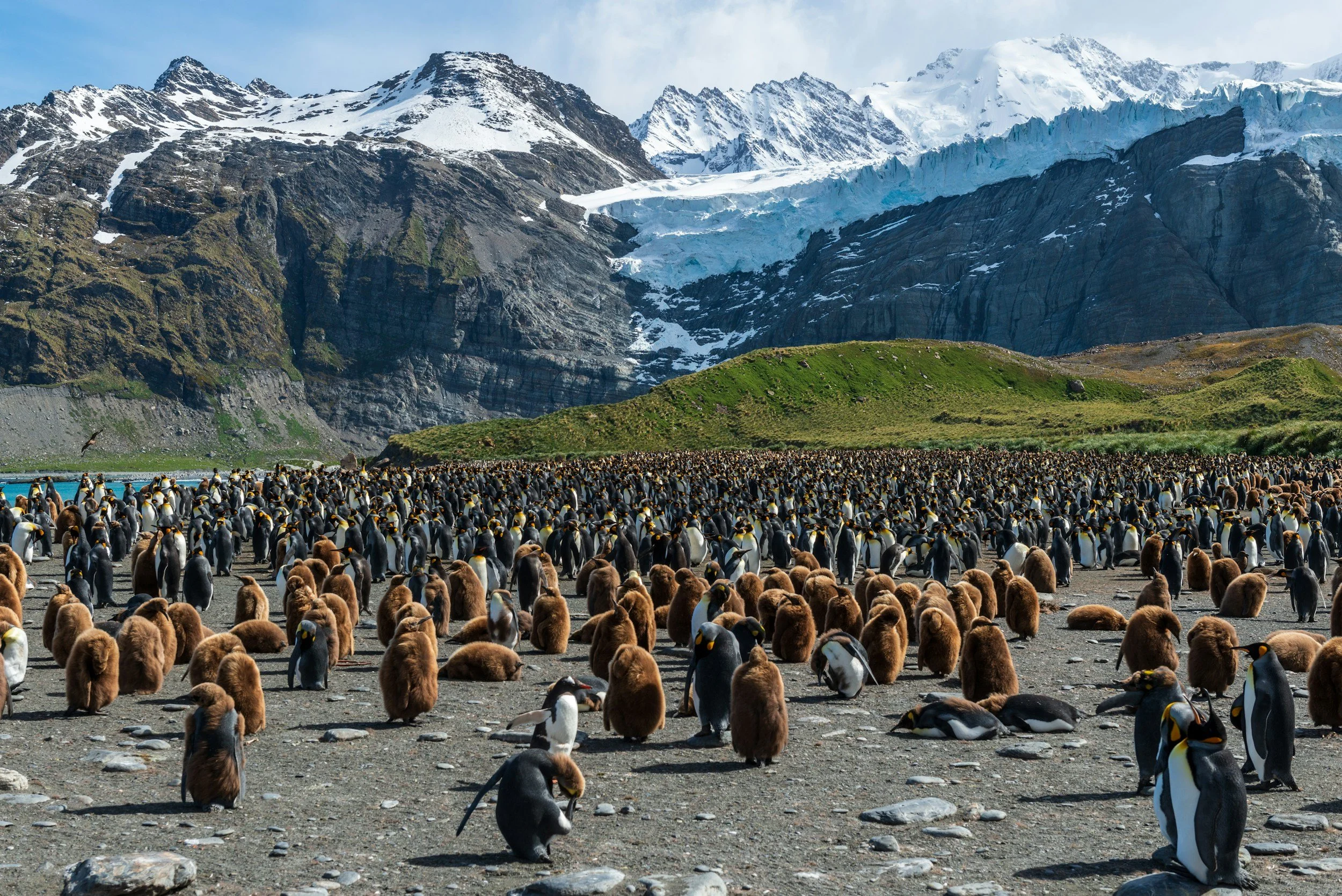 A huge colony of king penguins on a beach below snowy mountains and a glacier