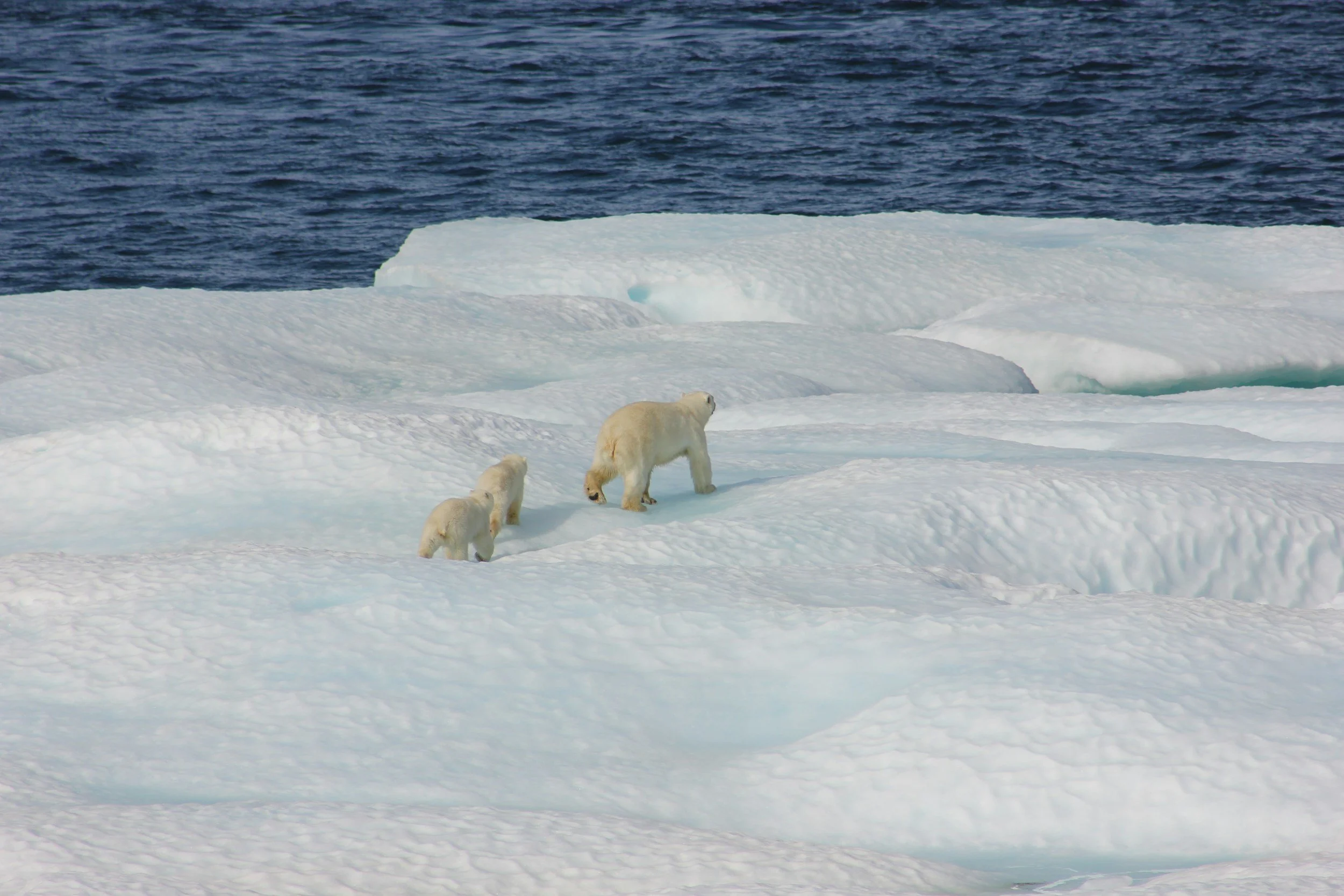 A polar bear mother and two cubs walking across Arctic sea ice