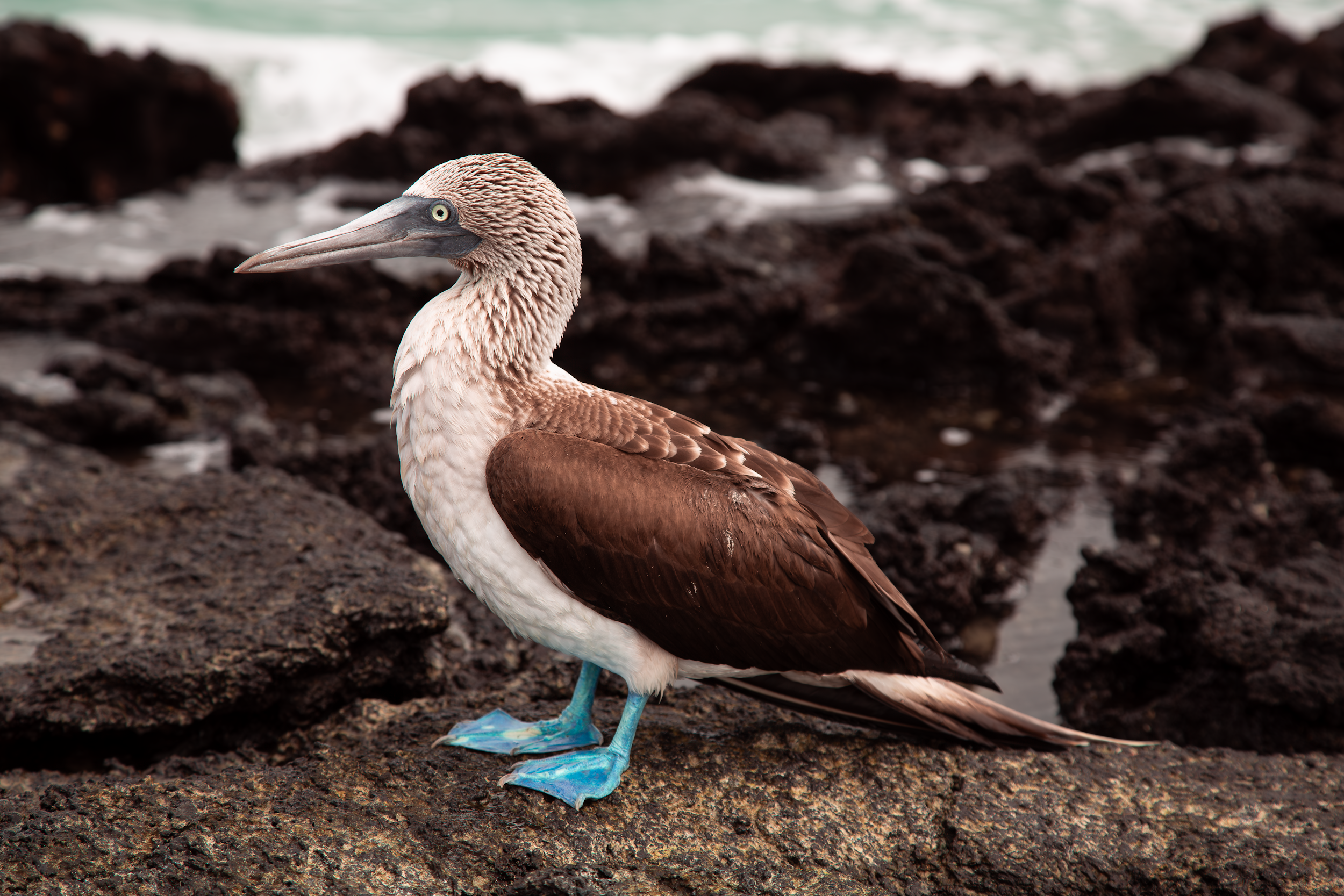 A blue-footed booby standing on dark volcanic rock by the sea
