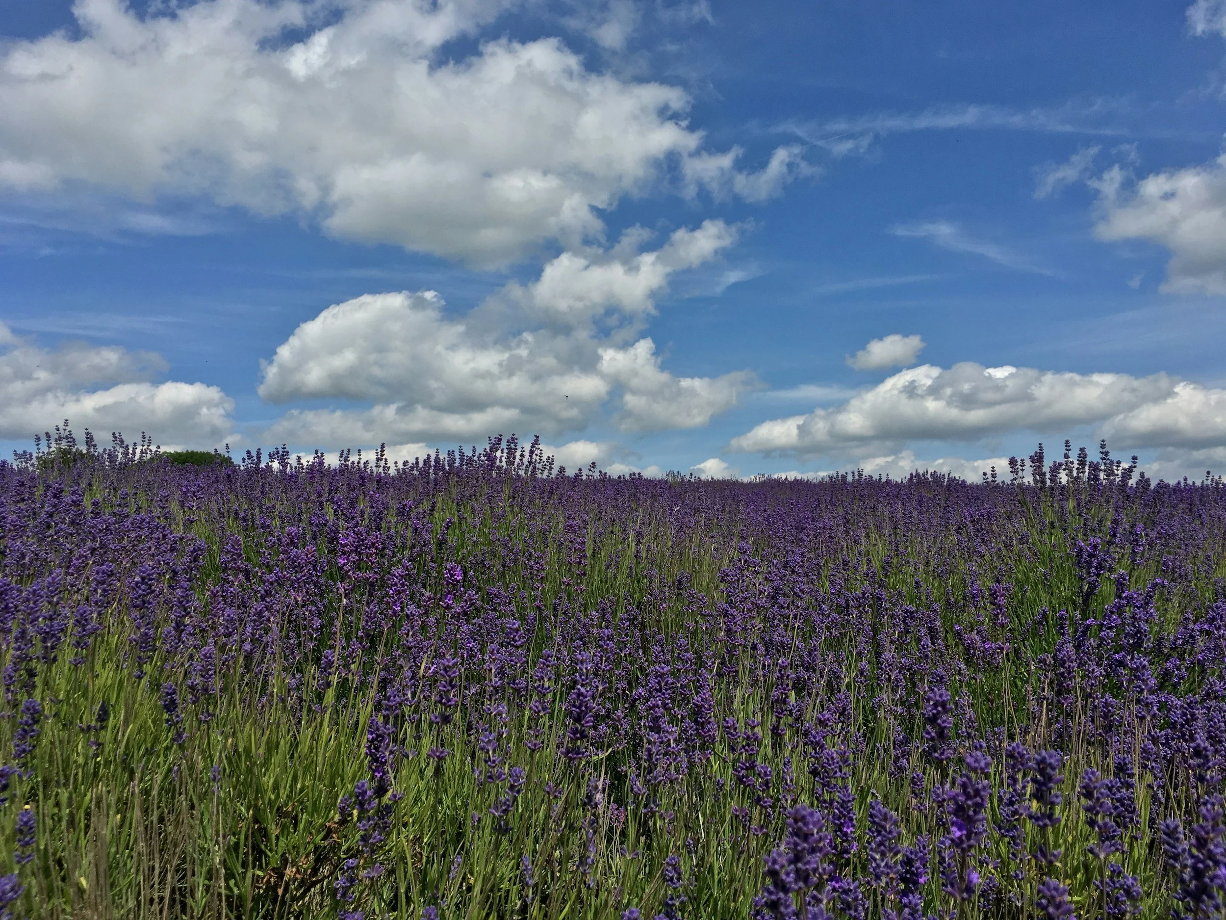 A field of purple lavender in bloom under a blue sky with white clouds