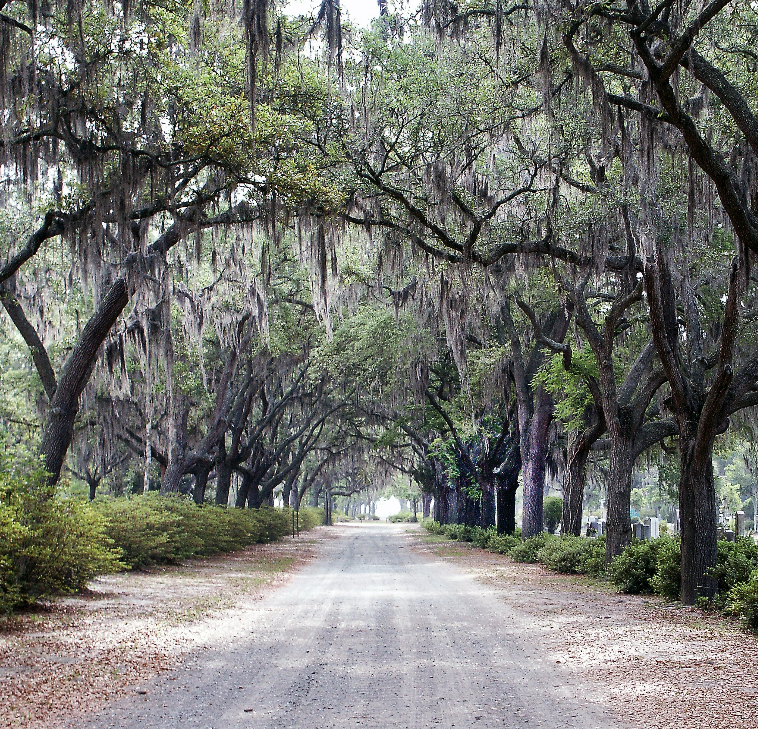 A sandy road beneath an arch of live oaks draped in Spanish moss