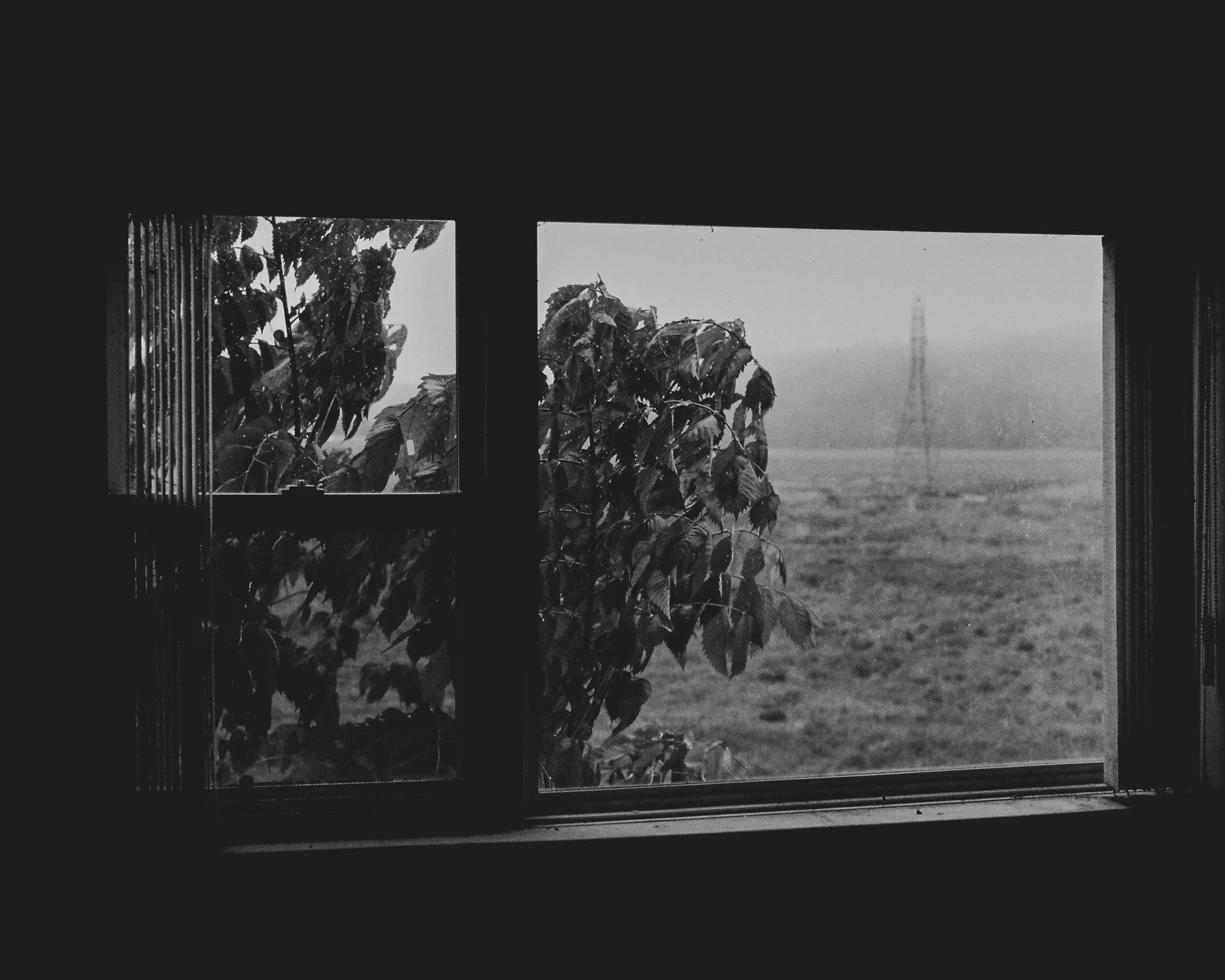 Black-and-white view through a window of leafy plants and an open grassy field
