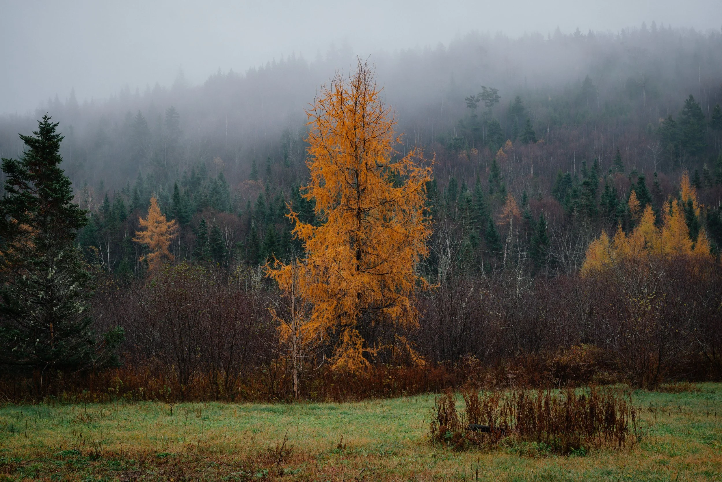 DSC_0433.jpg