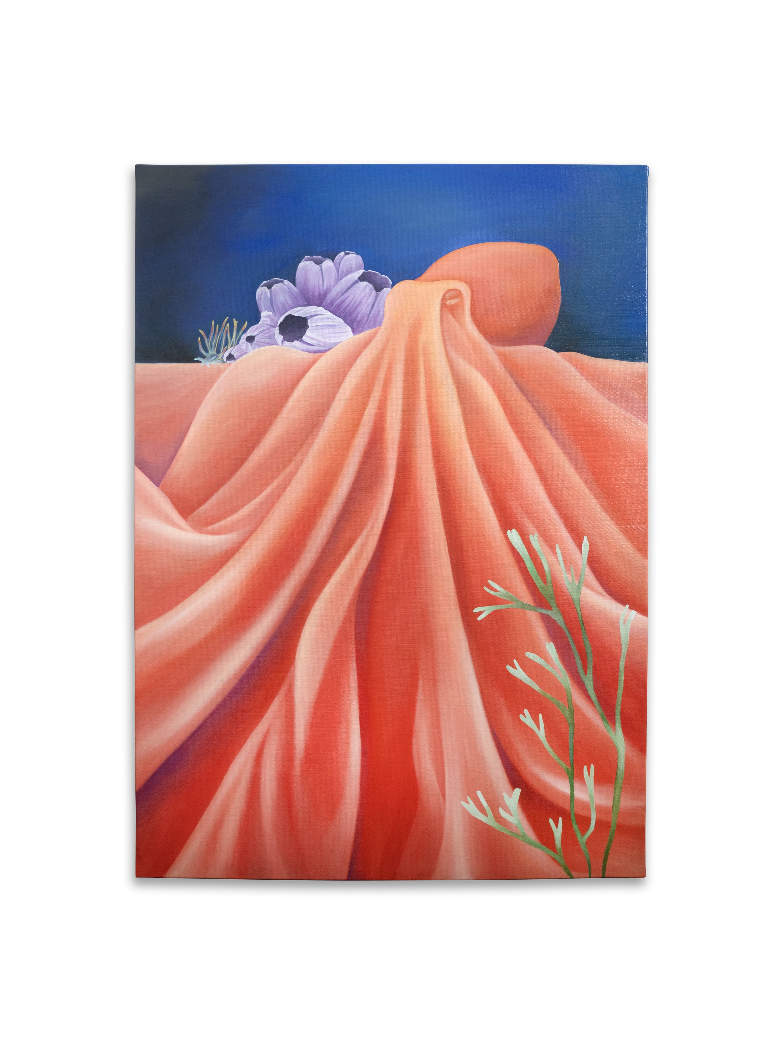 drape cephalopod.jpg