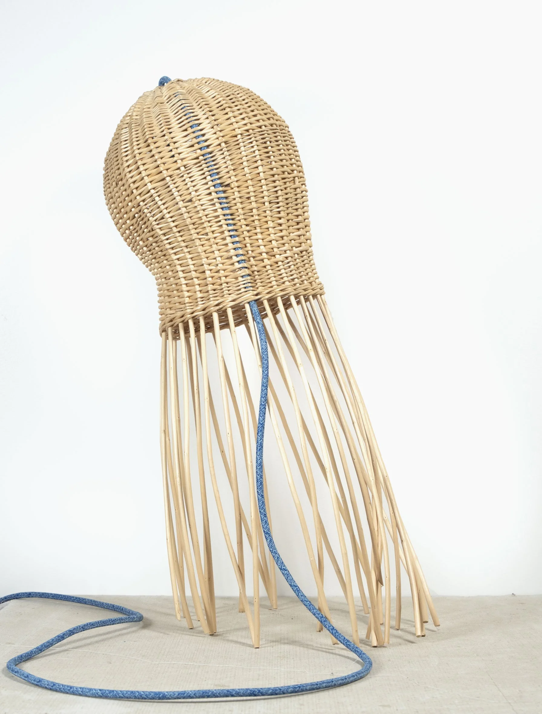 cephapoloda-2-light.jpg