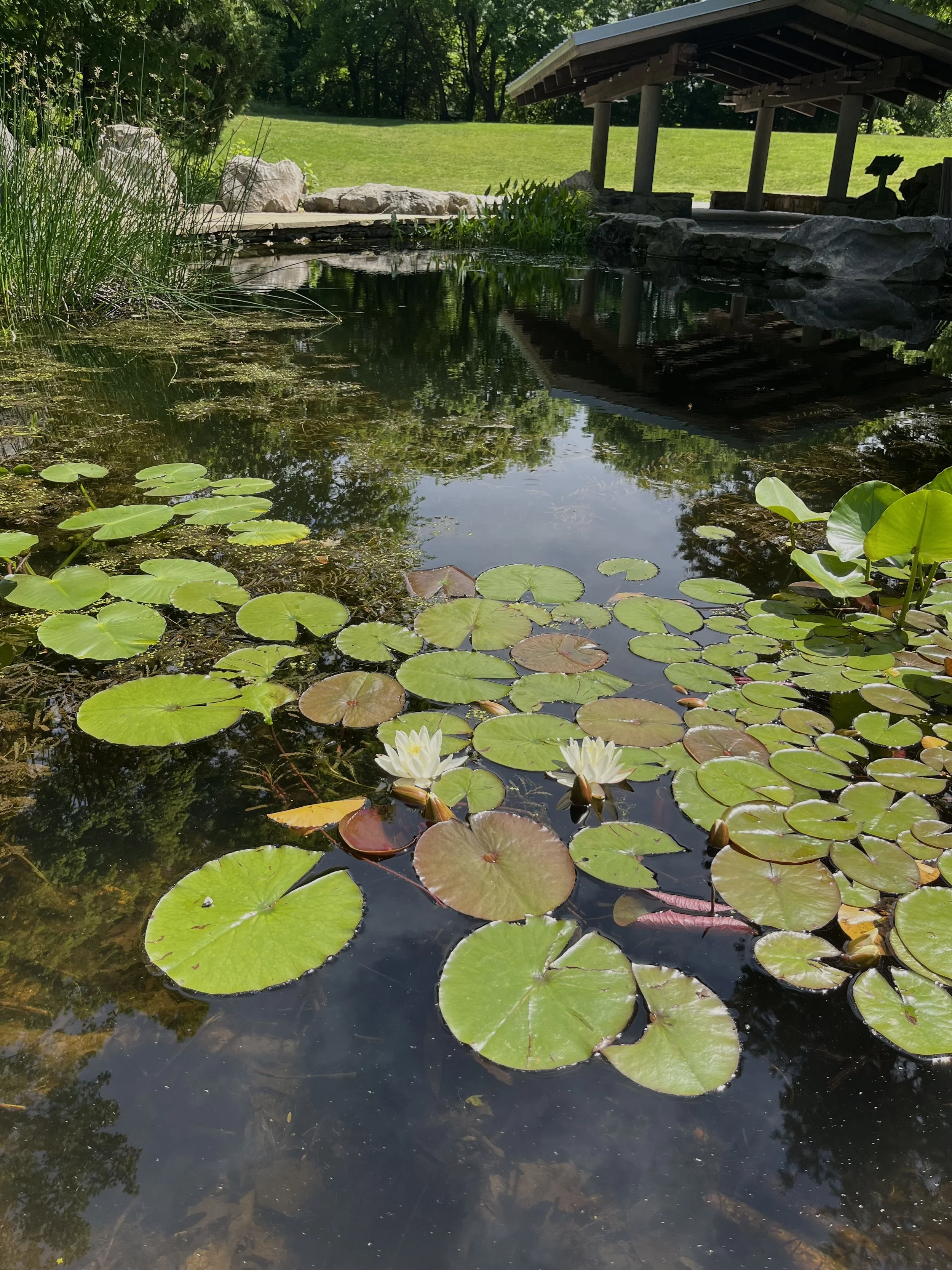 Garden pond filled with lily pads and white water lilies, surrounded by rocks, grasses, and a covered wooden bridge