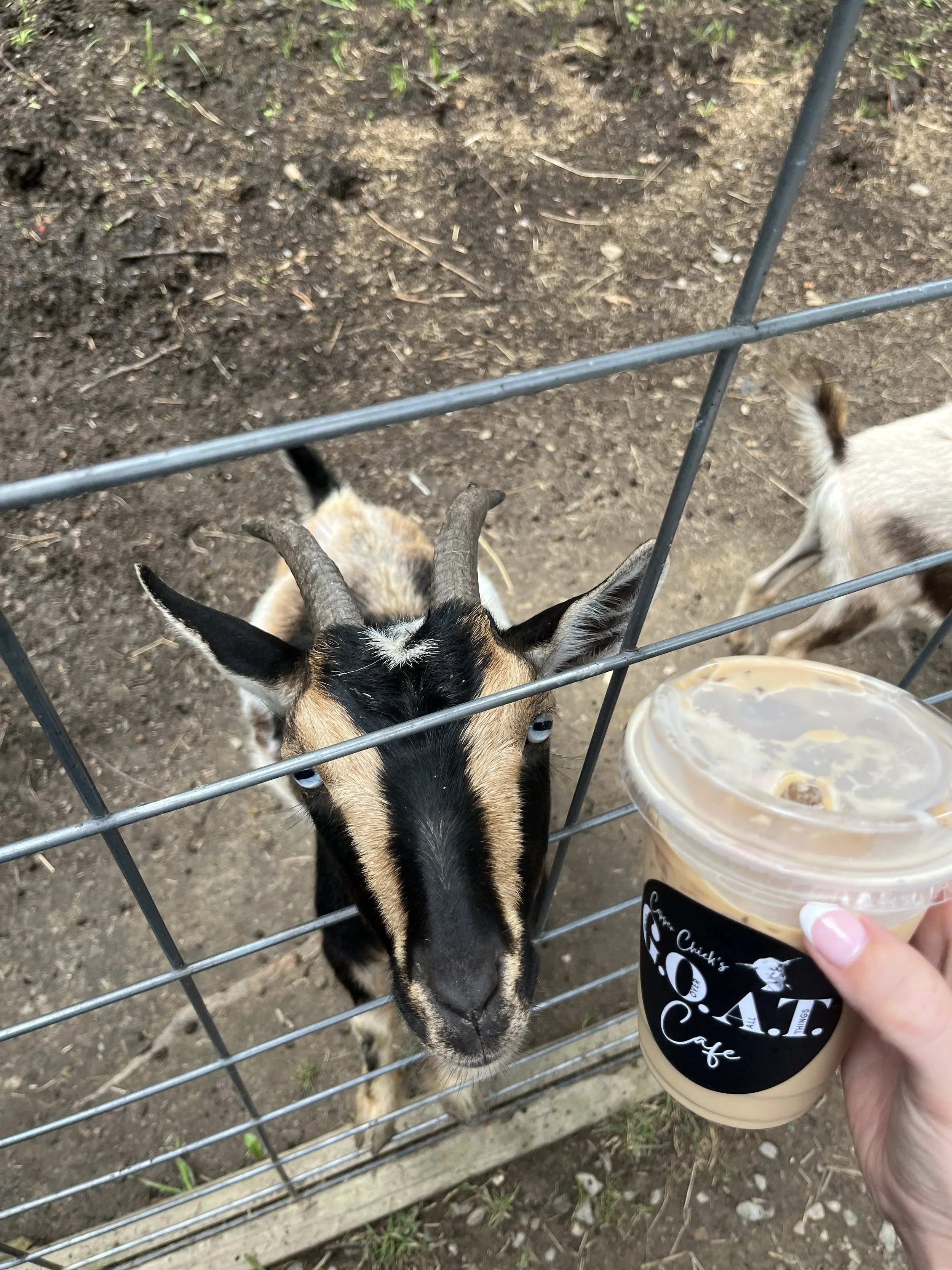 A black-and-tan goat behind a wire fence reaches toward a plastic cup held by a person.