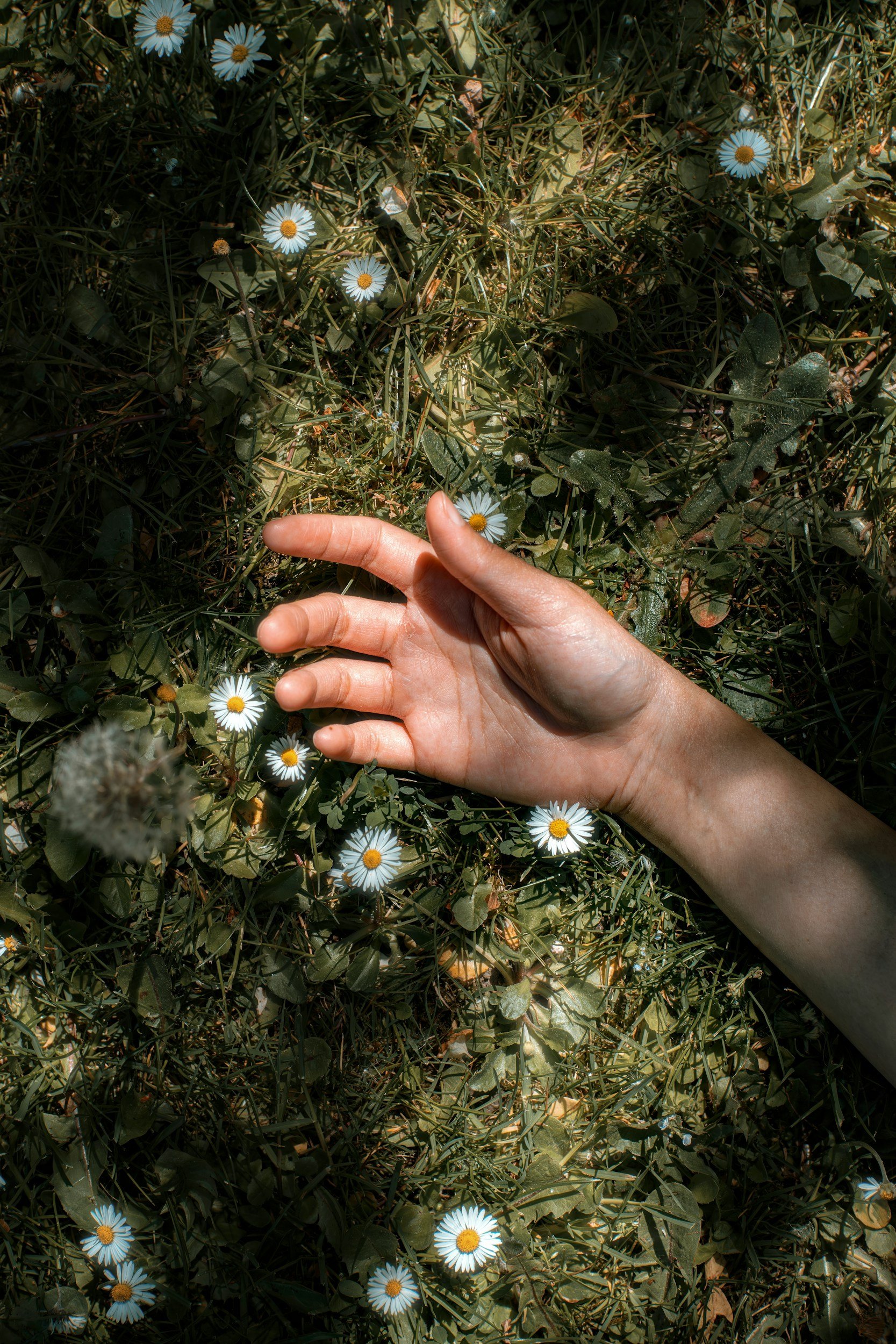 A person's hand reaching into a patch of wildflowers and grass, with small white daisies with yellow centers scattered throughout the greenery.