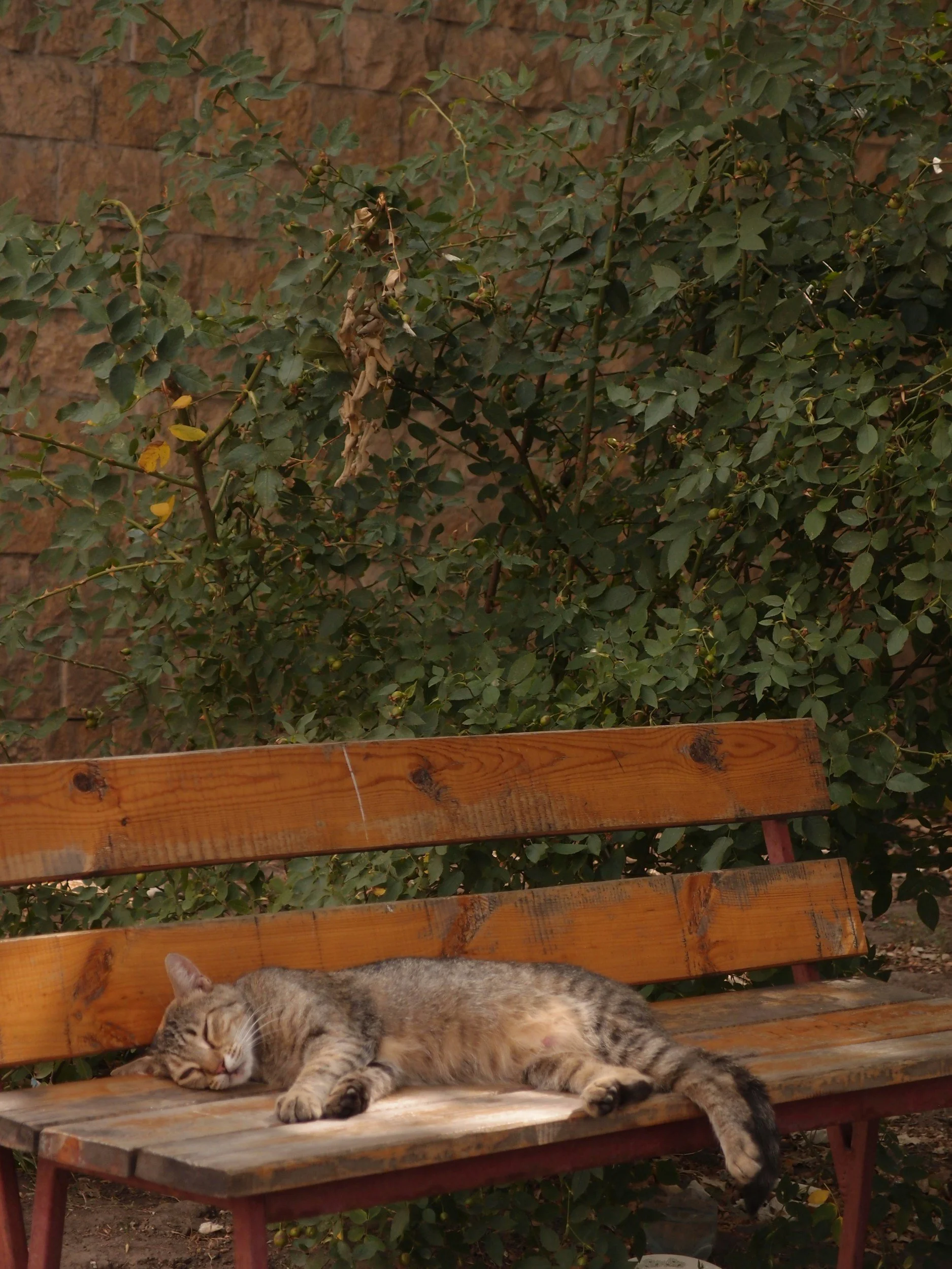 A sleeping tabby cat lying on a wooden park bench in front of a bush with green leaves and a brick wall background.