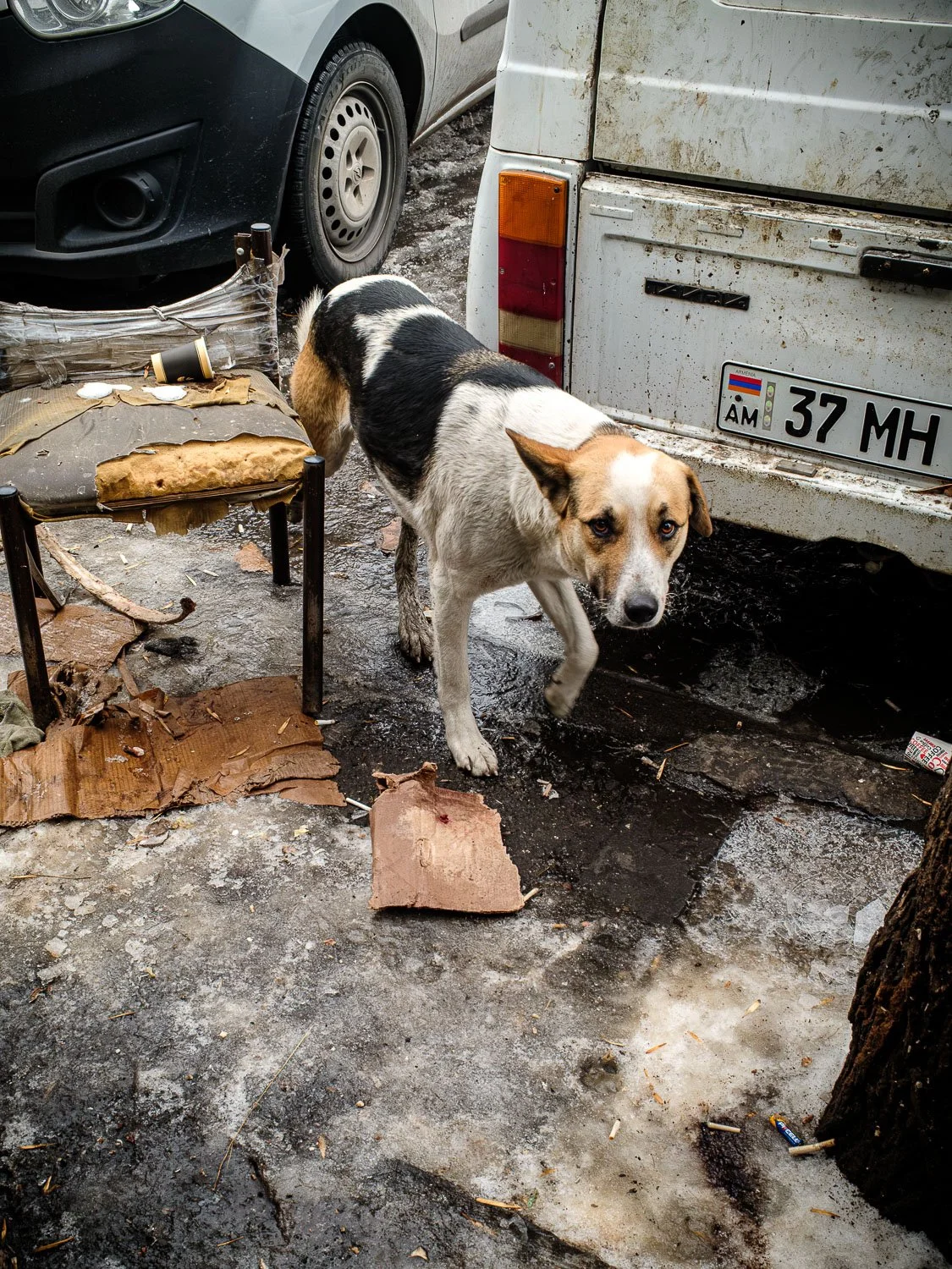 Black, white, and tan stray dog walking beside a dirty van and parked car on a litter-strewn city sidewalk