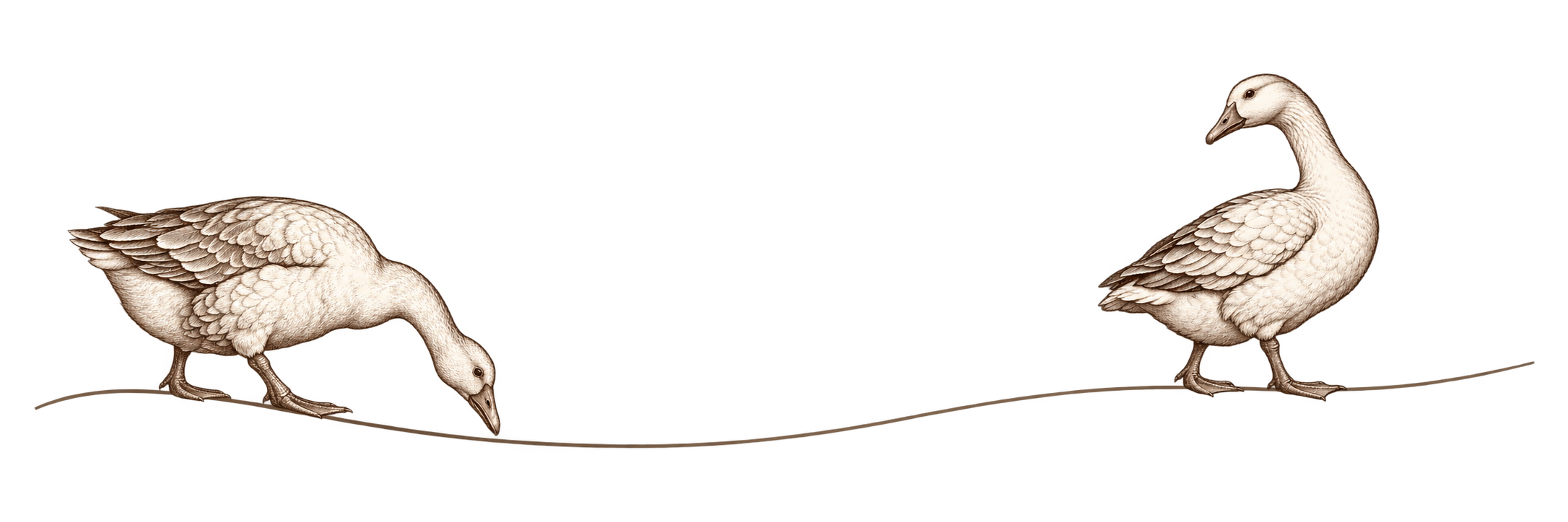 Illustration of two ducks standing on a line, with one duck bending down and colorful geometric shapes in the background