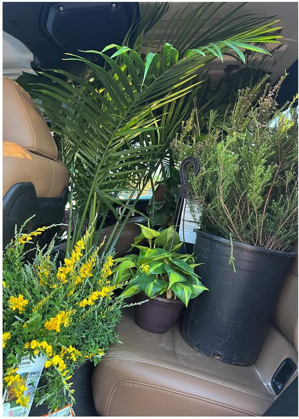 Potted palms and flowering plants arranged for transport