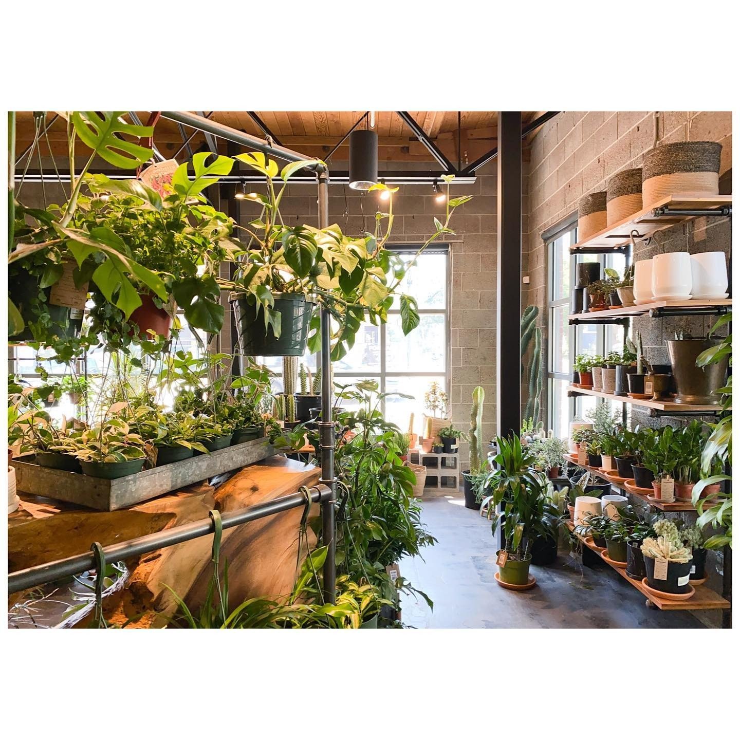 Plant shop interior with hanging greenery, timber displays and tall windows