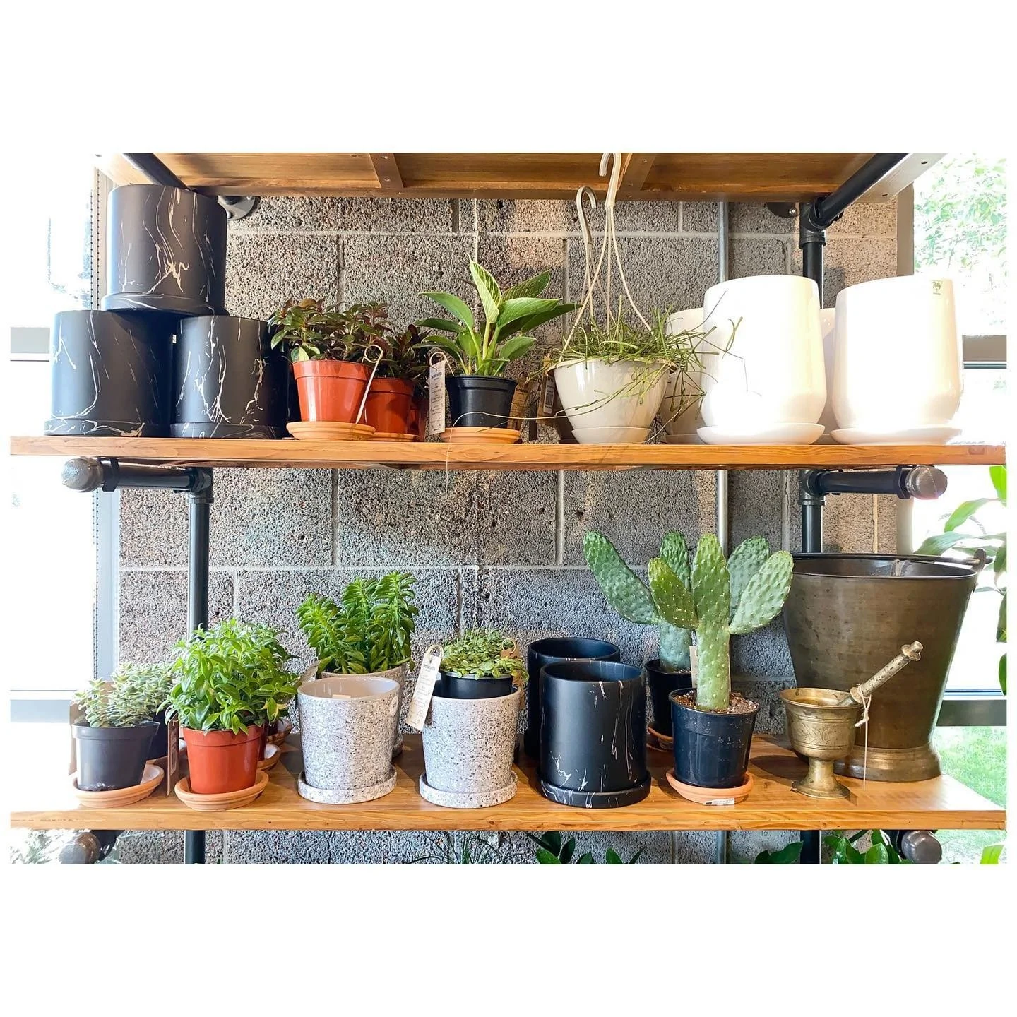 Potted cacti and succulents on timber retail shelves
